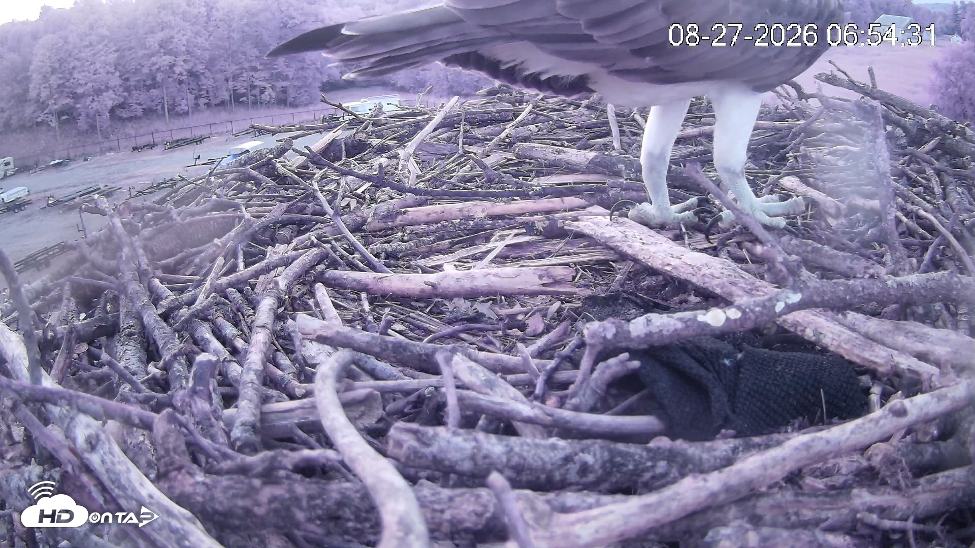 Snapshot of Pleasant Hill Lake Ospreys Live Nest Webcam taken Aug 27, 2026, 6:55am EDT