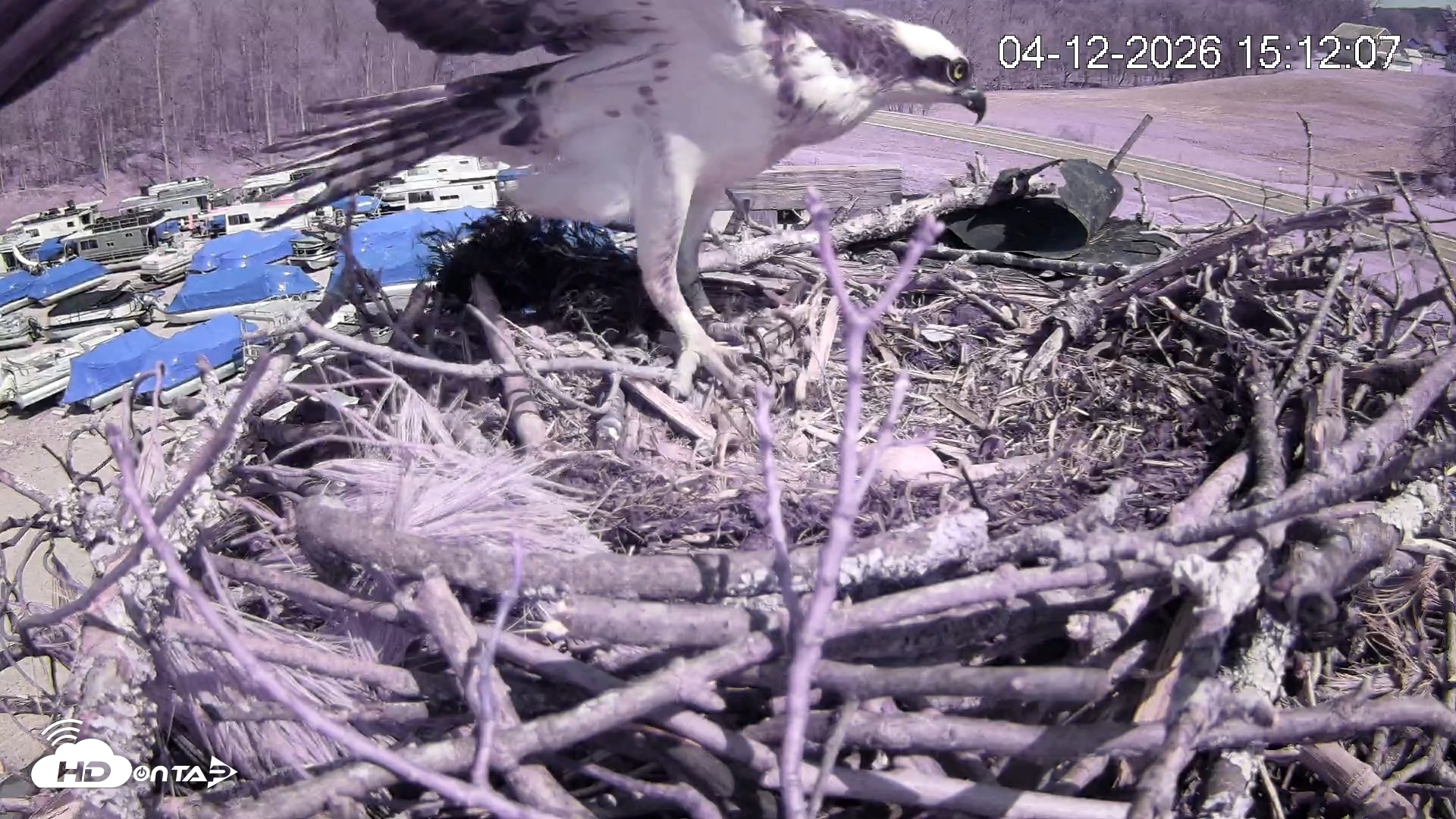 Snapshot of Pleasant Hill Lake Ospreys Live Nest Webcam taken Apr 12, 2026, 3:13pm EDT