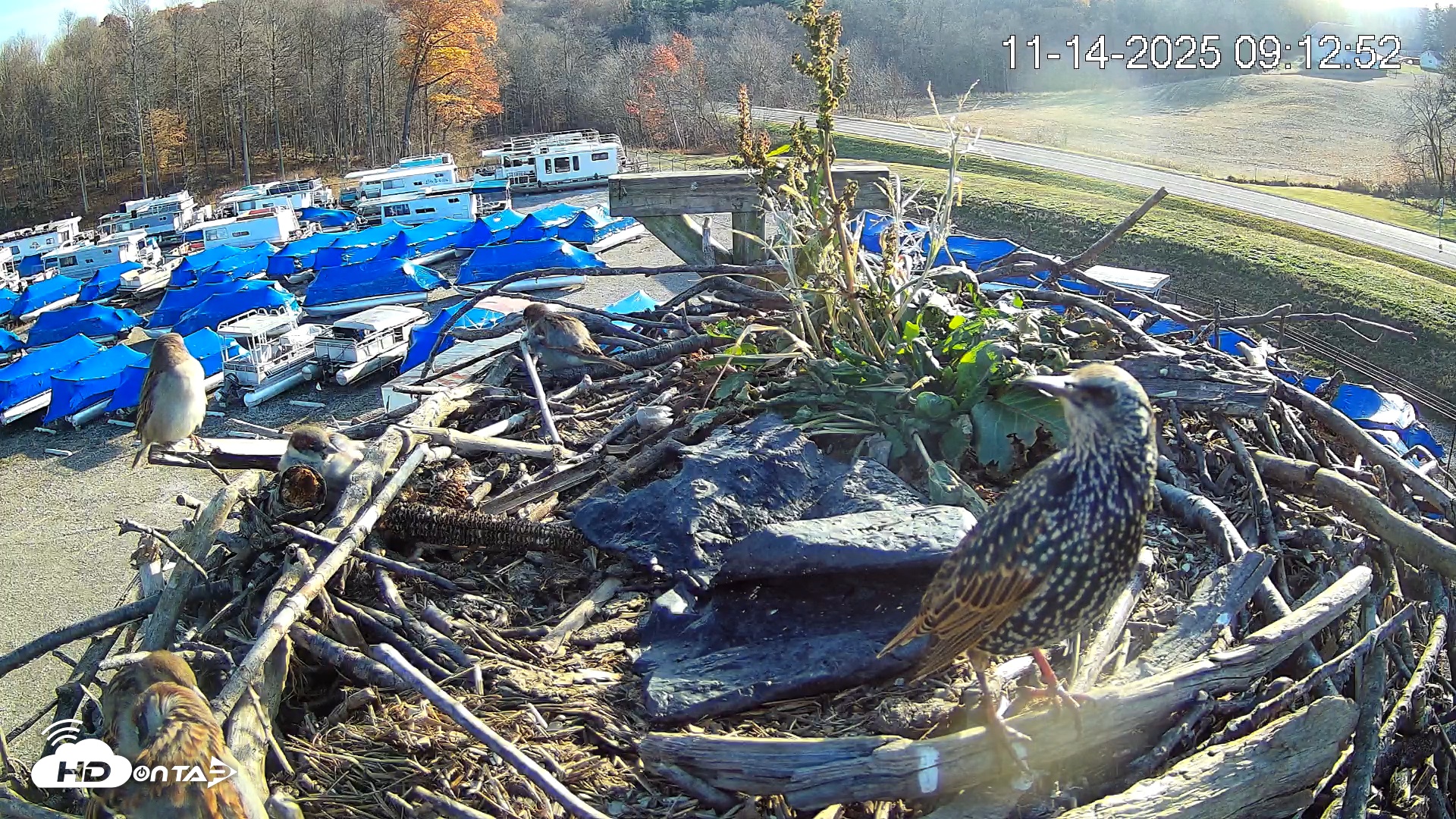 Snapshot of Pleasant Hill Lake Ospreys Live Nest Webcam taken Nov 14, 2025, 9:13am EST
