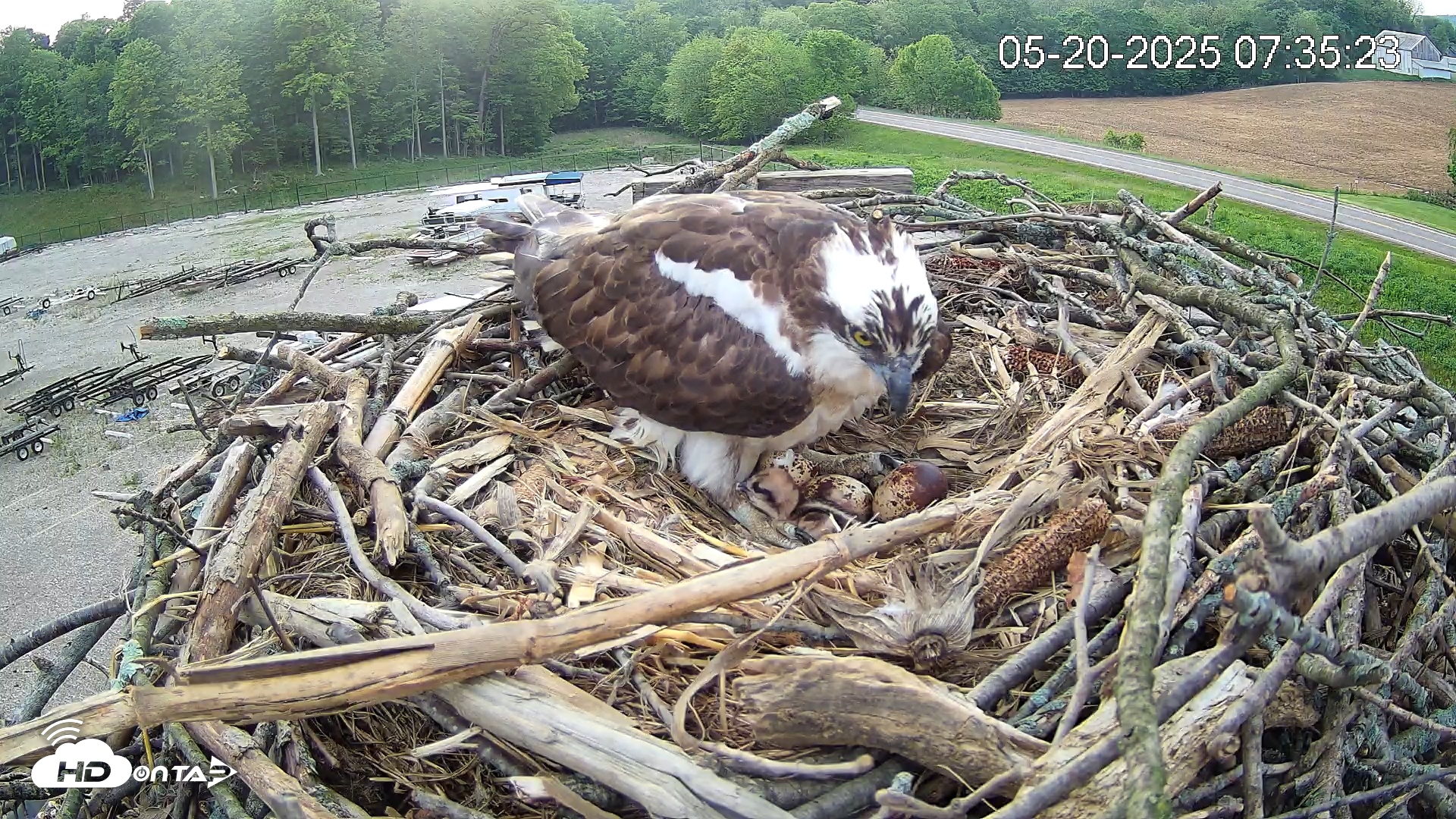 Snapshot of Pleasant Hill Lake Ospreys Live Nest Webcam taken May 20, 2025, 7:36am EDT
