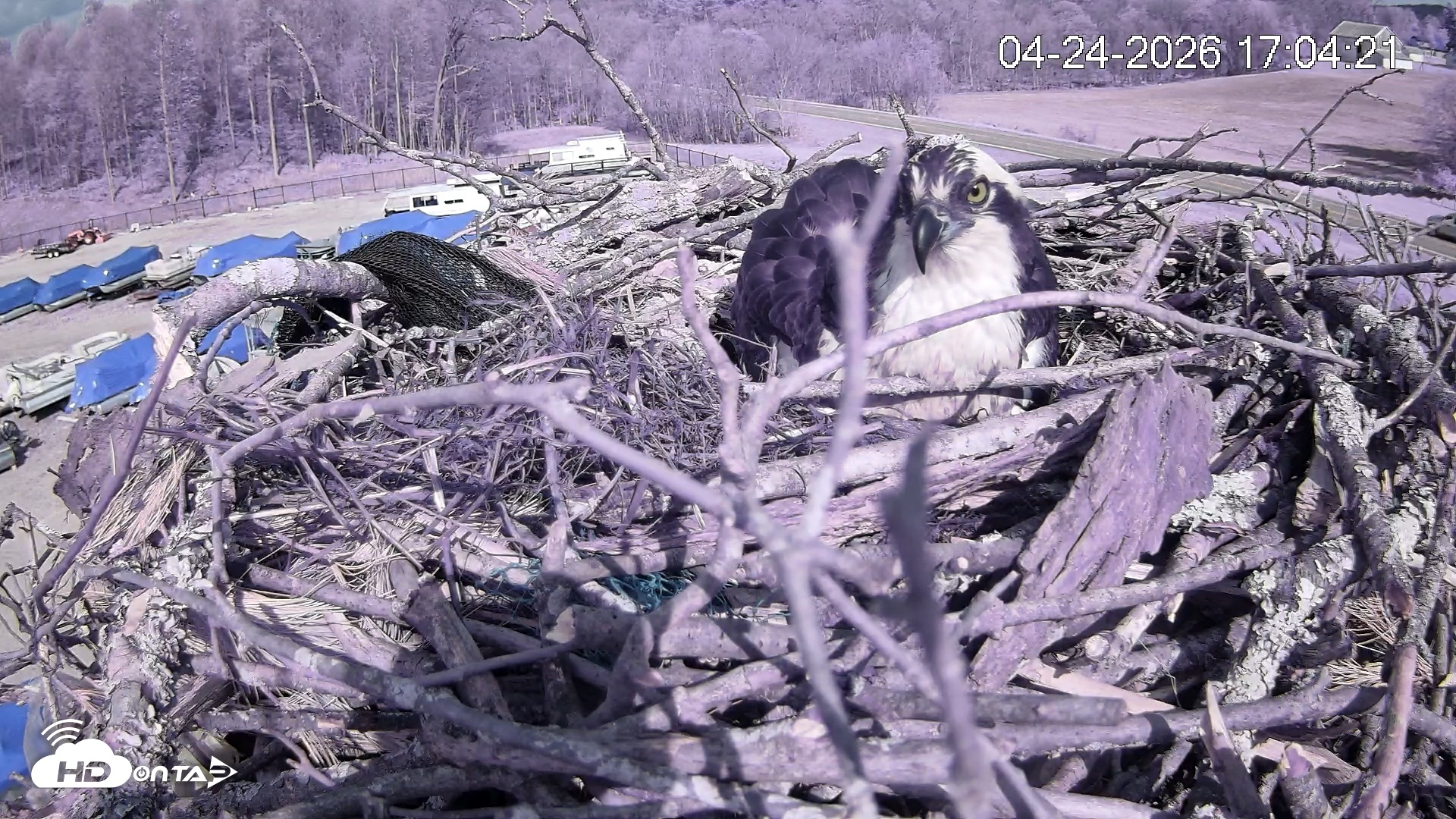 Snapshot of Pleasant Hill Lake Ospreys Live Nest Webcam taken Apr 24, 2026, 5:04pm EDT