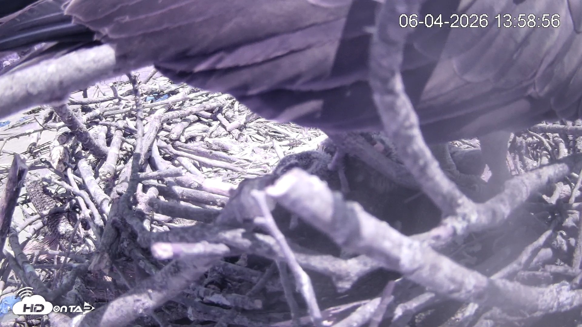 Snapshot of Pleasant Hill Lake Ospreys Live Nest Webcam taken Jun 4, 2026, 1:58pm EDT