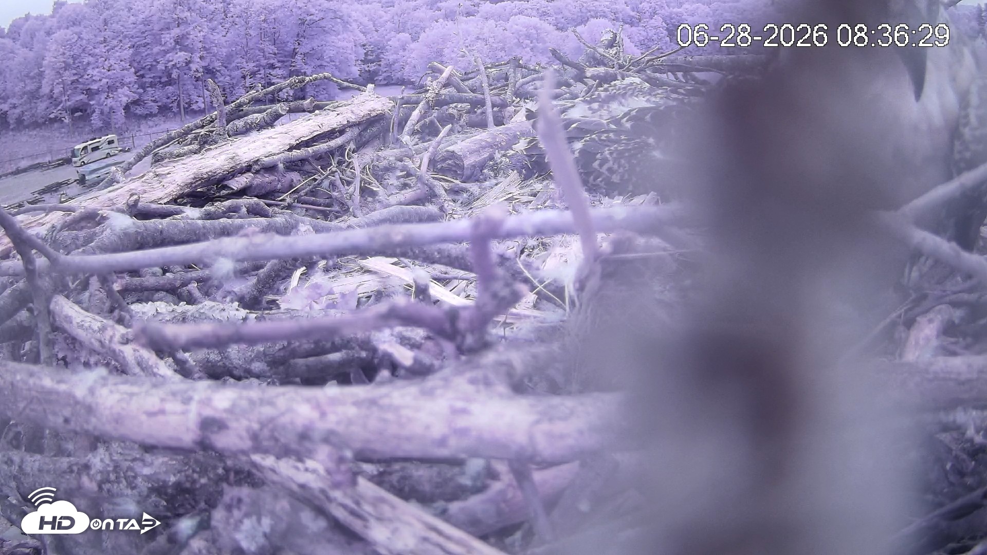 Snapshot of Pleasant Hill Lake Ospreys Live Nest Webcam taken Jun 28, 2026, 8:36am EDT