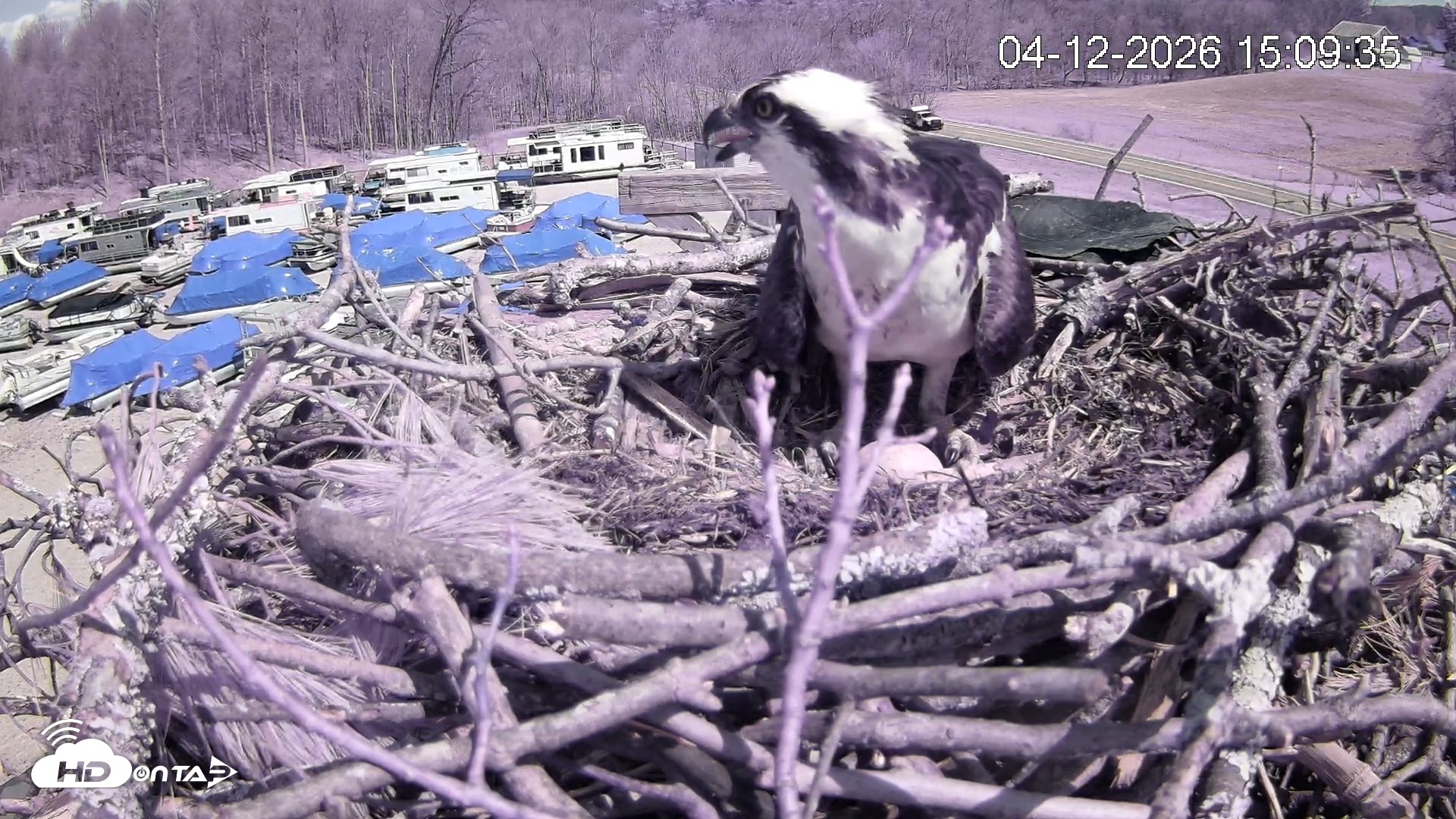 Snapshot of Pleasant Hill Lake Ospreys Live Nest Webcam taken Apr 12, 2026, 3:09pm EDT