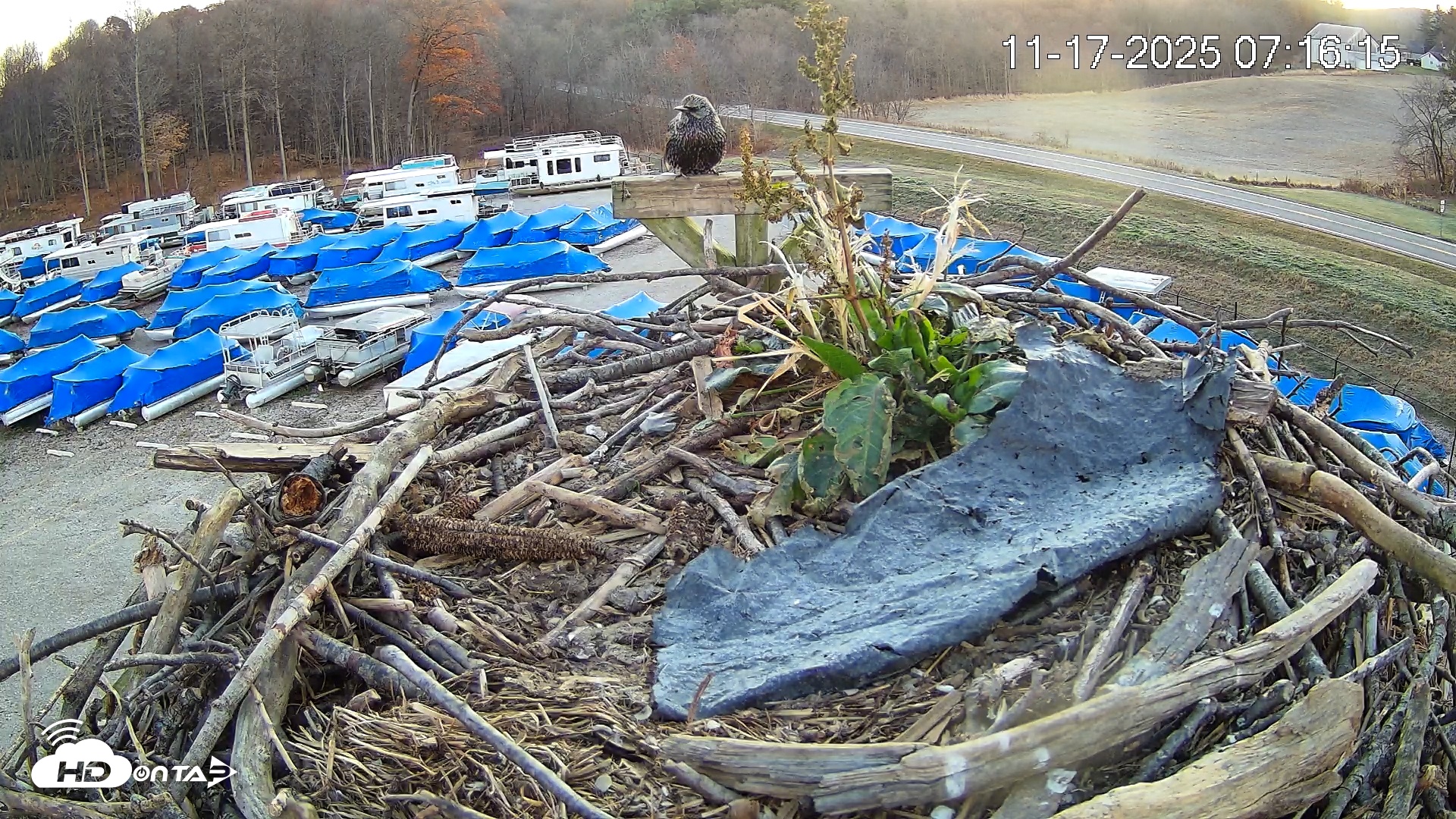 Snapshot of Pleasant Hill Lake Ospreys Live Nest Webcam taken Nov 17, 2025, 7:16am EST