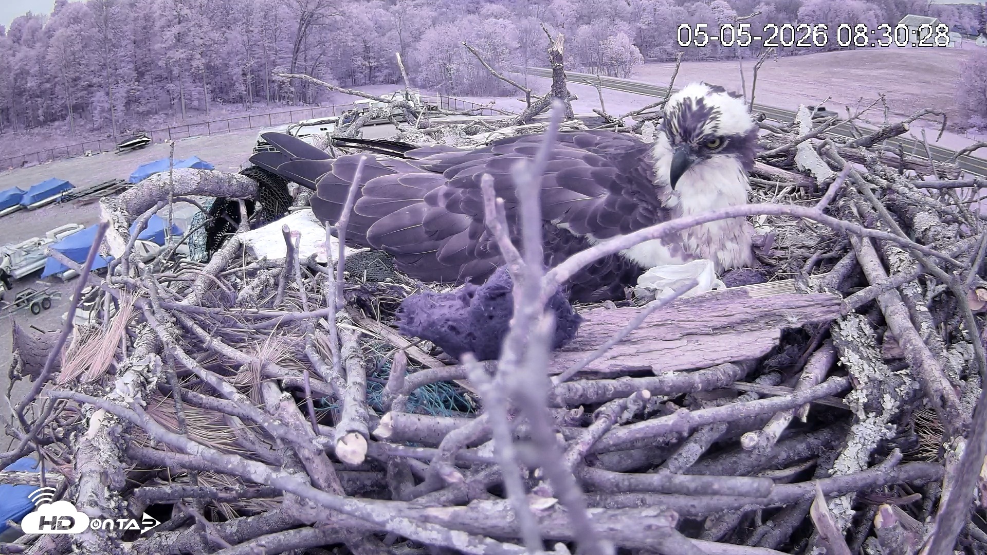 Snapshot of Pleasant Hill Lake Ospreys Live Nest Webcam taken May 5, 2026, 8:30am EDT
