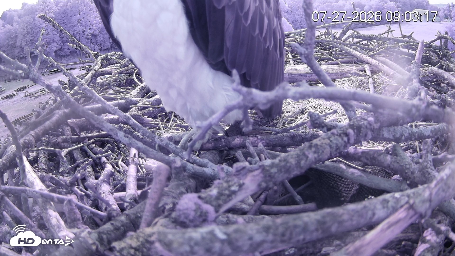 Snapshot of Pleasant Hill Lake Ospreys Live Nest Webcam taken Jul 27, 2026, 9:03am EDT