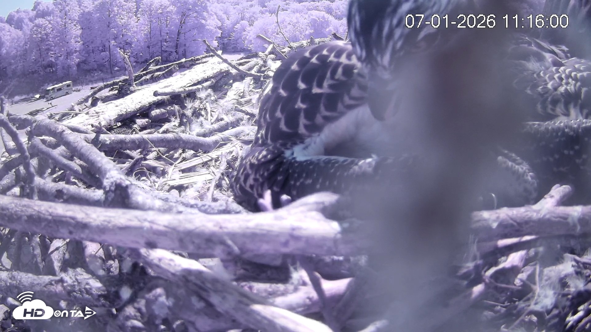 Snapshot of Pleasant Hill Lake Ospreys Live Nest Webcam taken Jul 1, 2026, 11:15am EDT