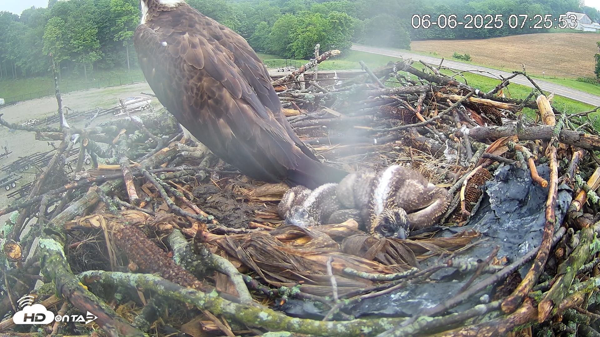 Snapshot of Pleasant Hill Lake Ospreys Live Nest Webcam taken Jun 6, 2025, 7:26am EDT