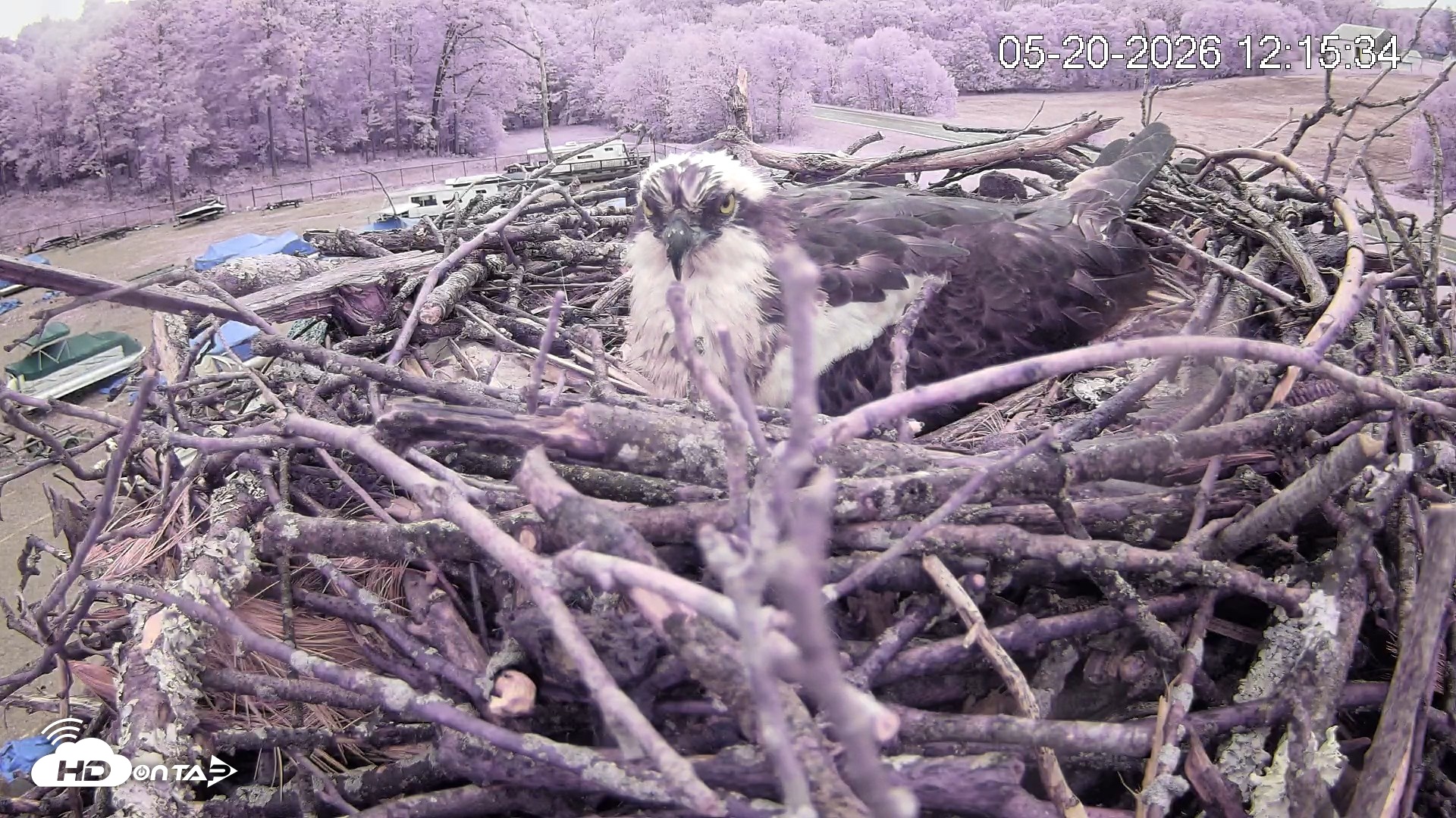 Snapshot of Pleasant Hill Lake Ospreys Live Nest Webcam taken May 20, 2026, 12:16pm EDT
