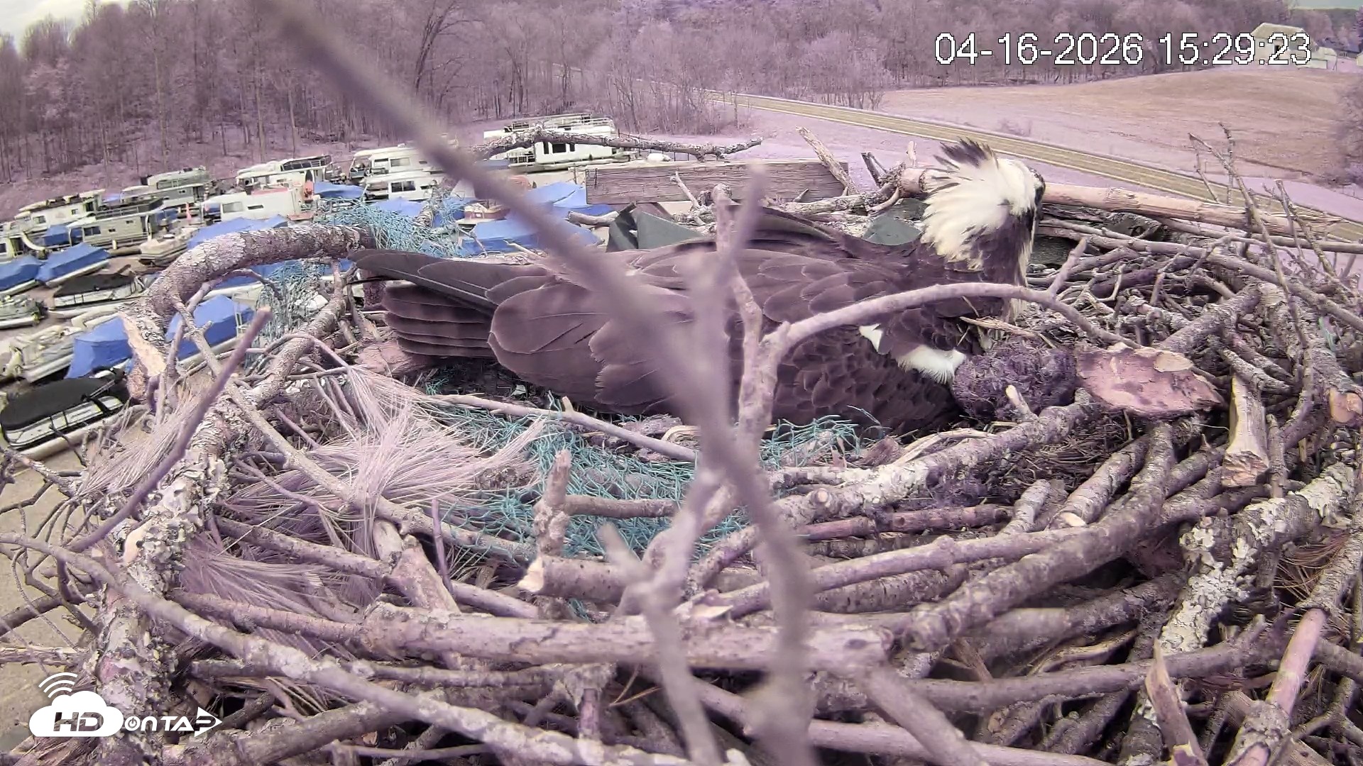 Snapshot of Pleasant Hill Lake Ospreys Live Nest Webcam taken Apr 16, 2026, 3:29pm EDT