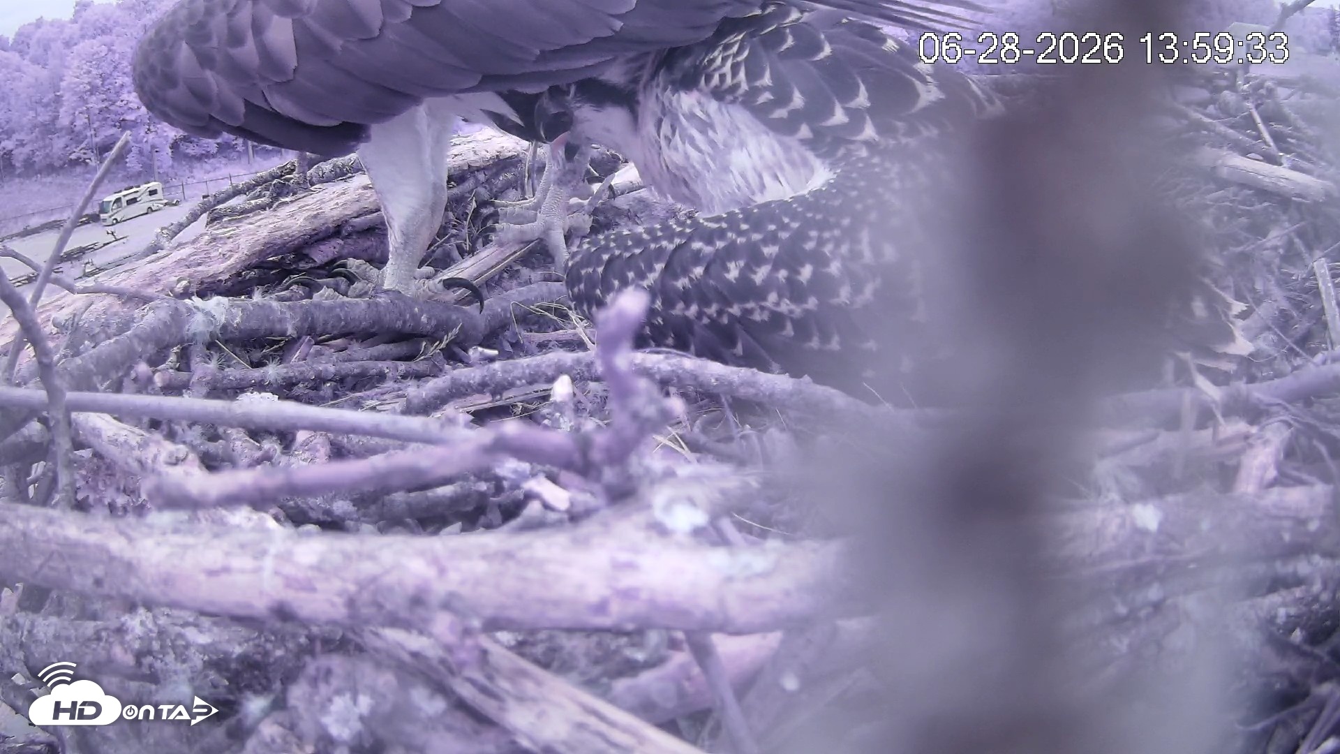 Snapshot of Pleasant Hill Lake Ospreys Live Nest Webcam taken Jun 28, 2026, 1:59pm EDT