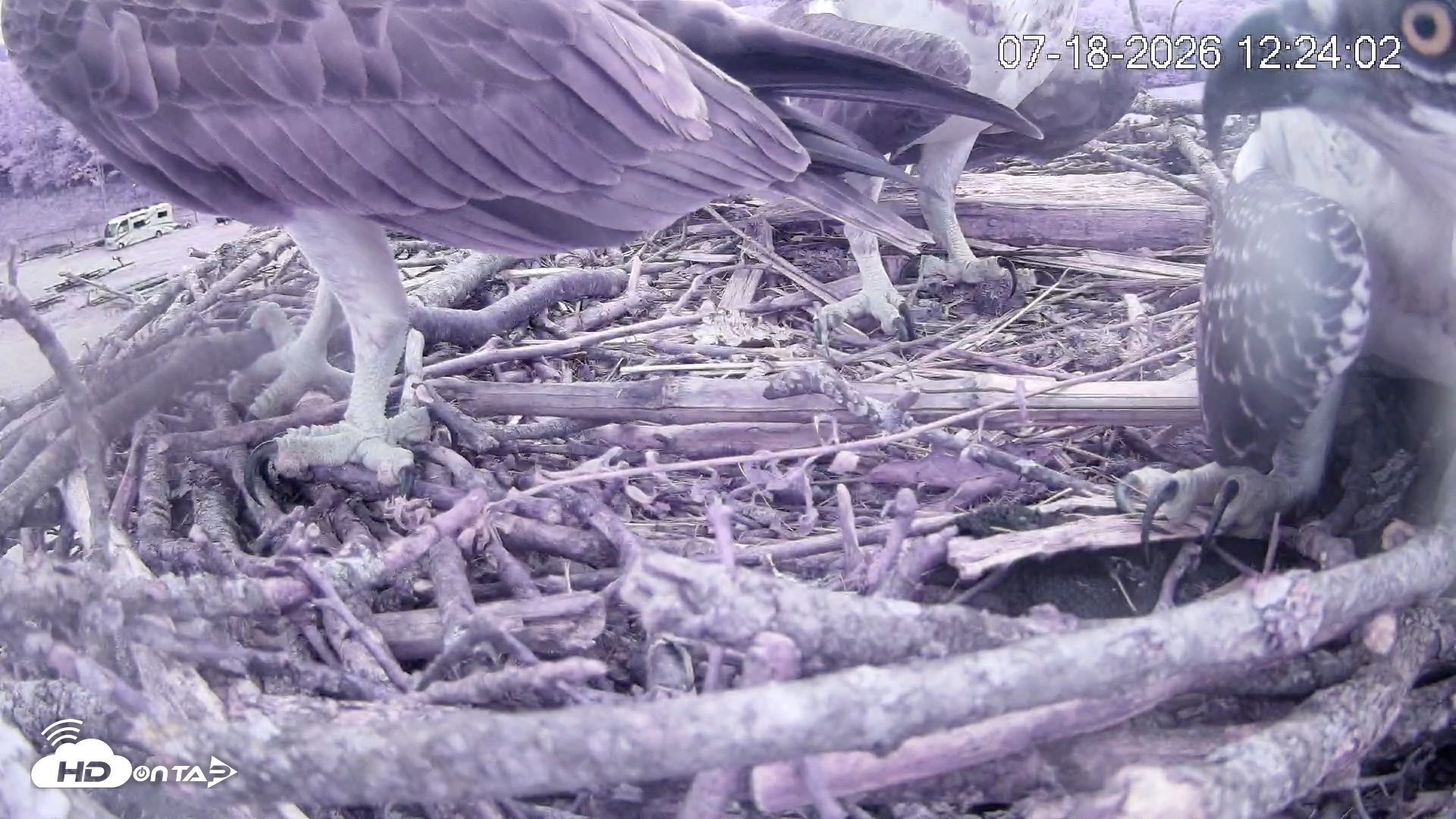 Snapshot of Pleasant Hill Lake Ospreys Live Nest Webcam taken Jul 18, 2026, 12:24pm EDT