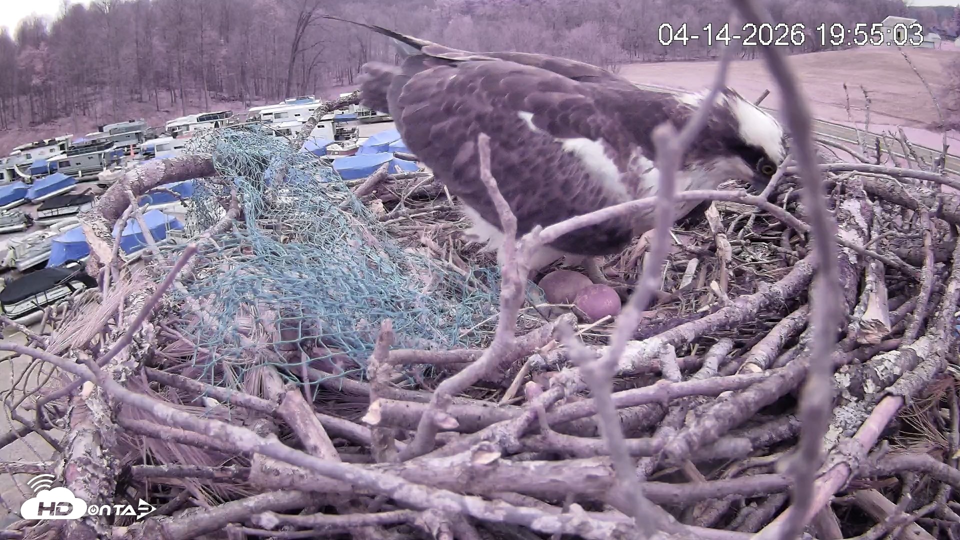 Snapshot of Pleasant Hill Lake Ospreys Live Nest Webcam taken Apr 14, 2026, 7:55pm EDT