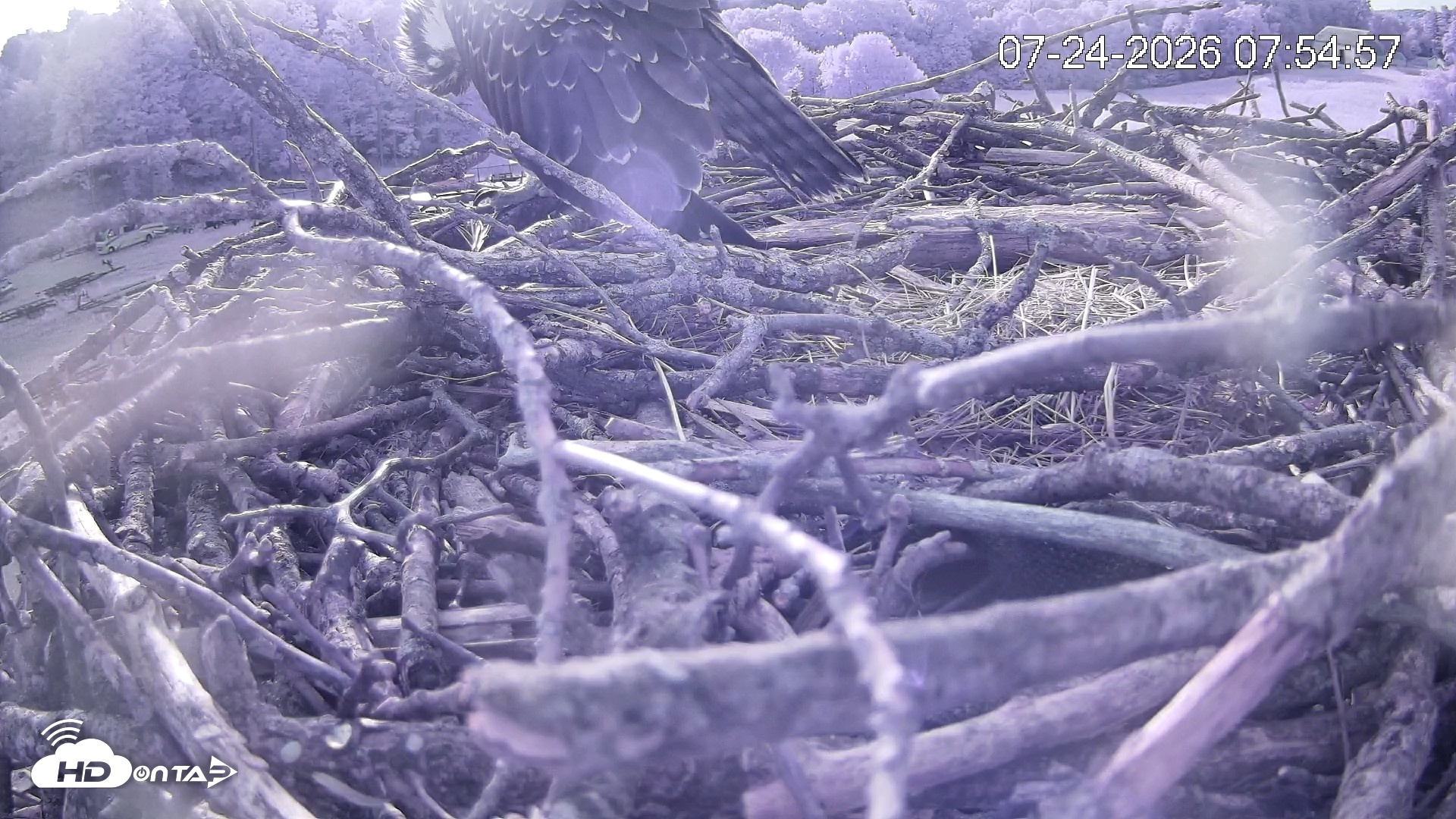 Snapshot of Pleasant Hill Lake Ospreys Live Nest Webcam taken Jul 24, 2026, 7:54am EDT
