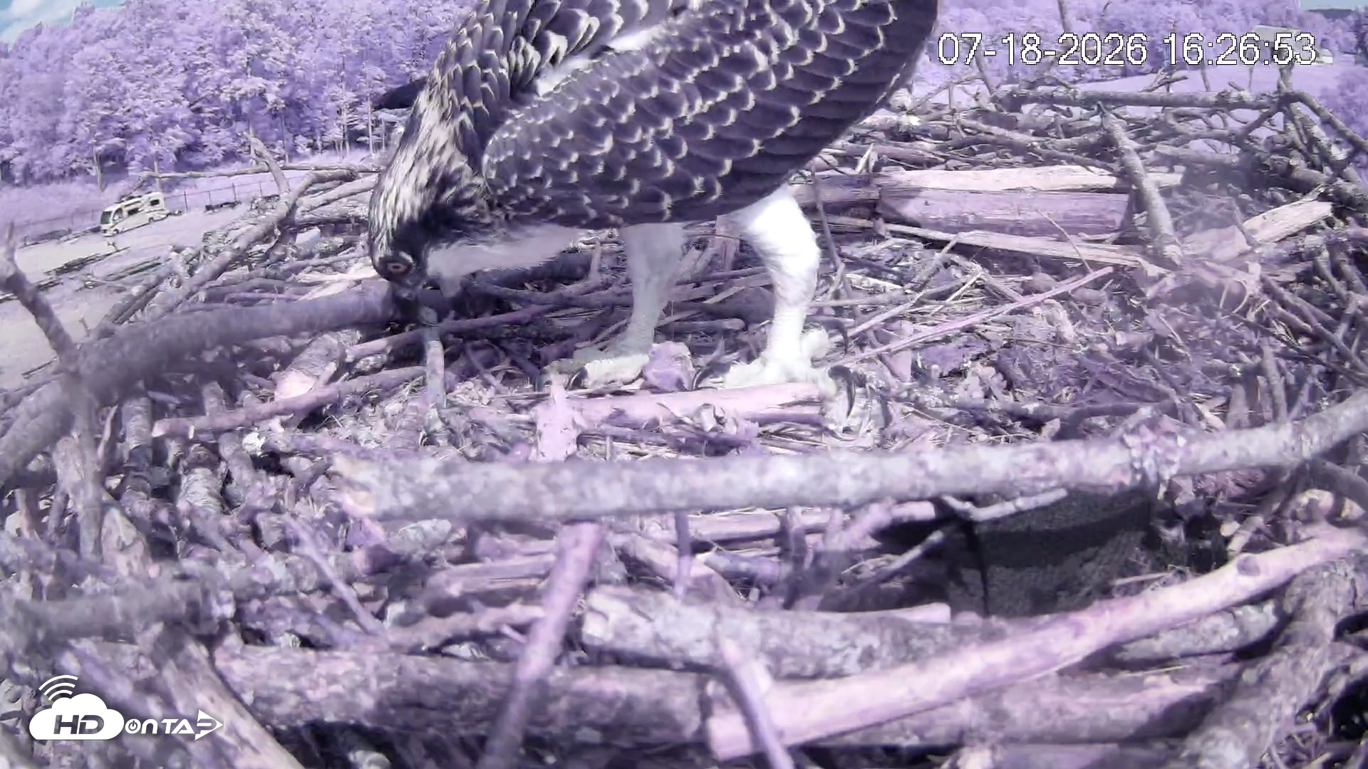 Snapshot of Pleasant Hill Lake Ospreys Live Nest Webcam taken Jul 18, 2026, 4:27pm EDT