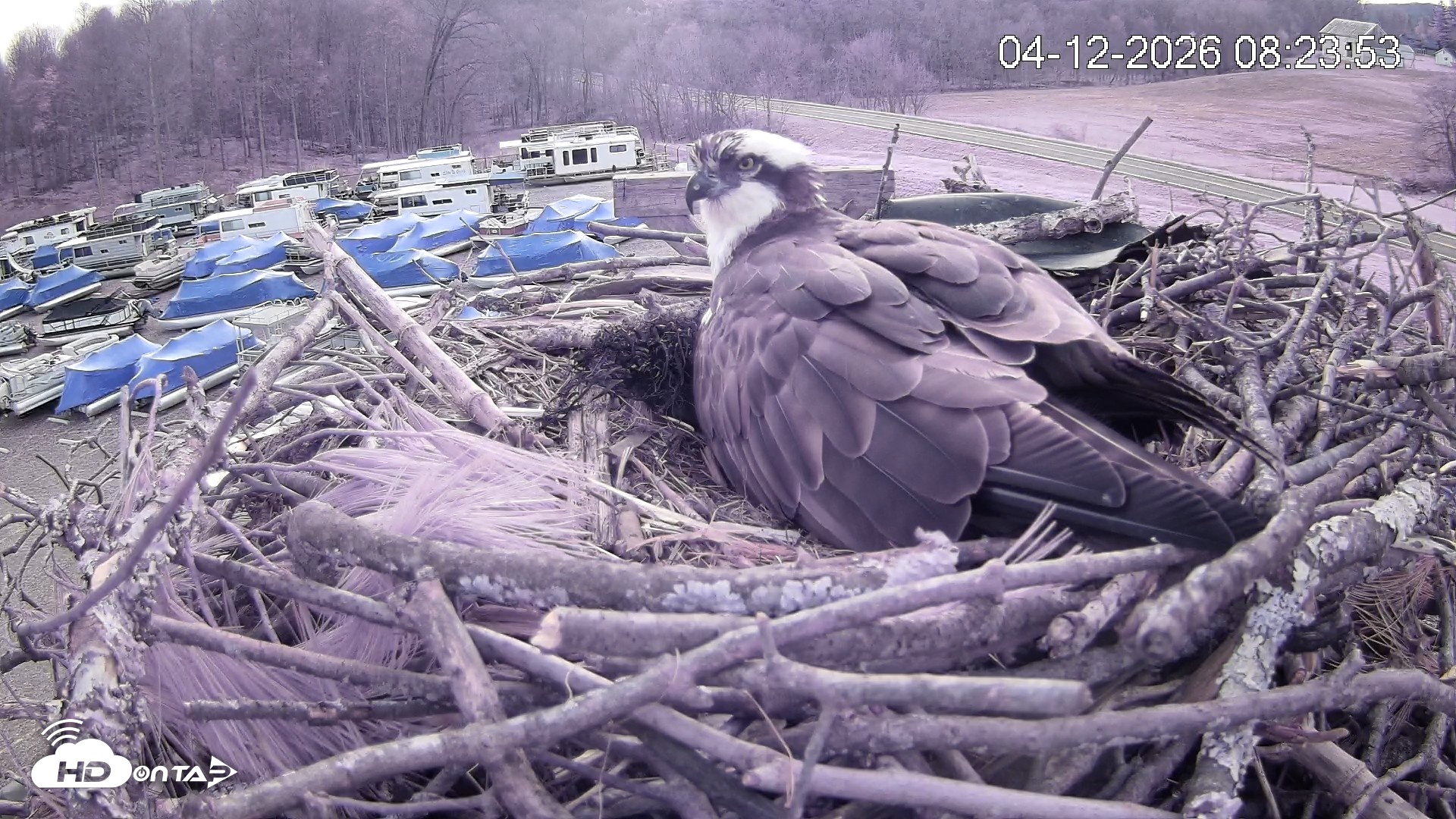 Snapshot of Pleasant Hill Lake Ospreys Live Nest Webcam taken Apr 12, 2026, 8:25am EDT