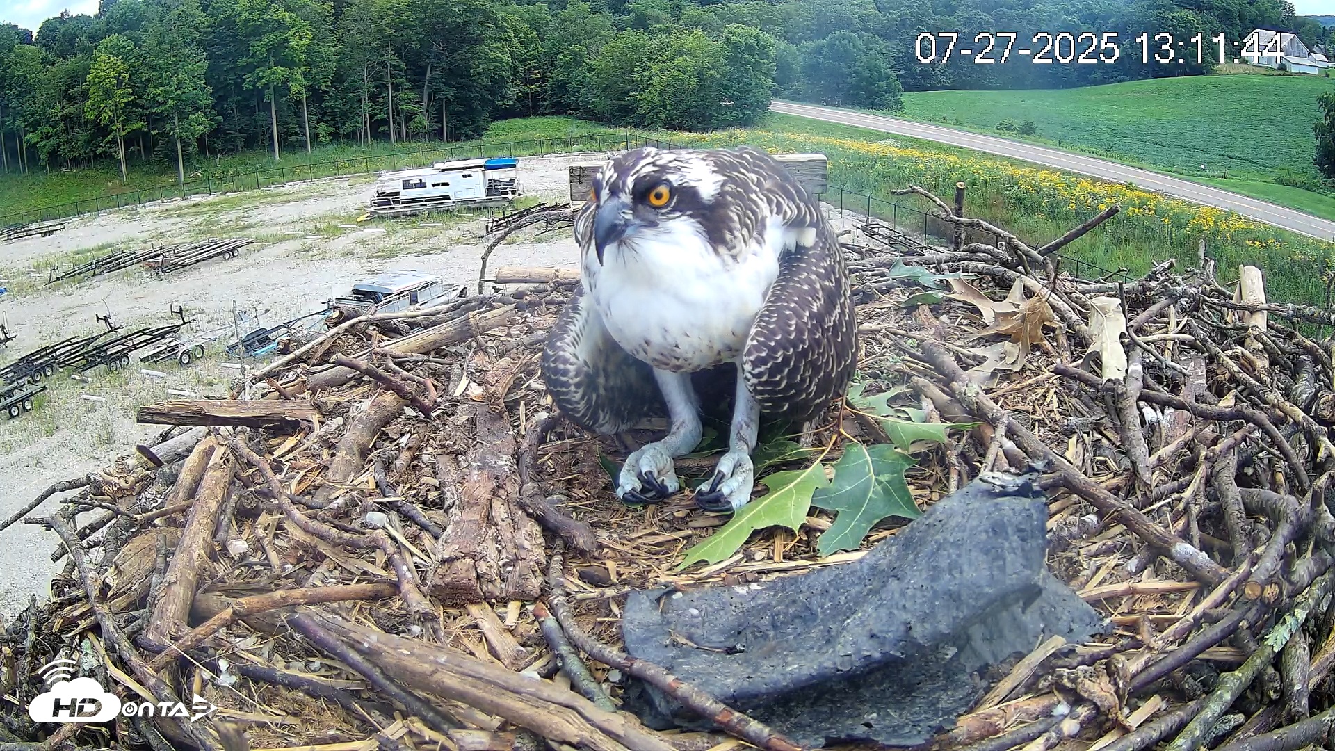 Snapshot of Pleasant Hill Lake Ospreys Live Nest Webcam taken Jul 27, 2025, 1:11pm EDT