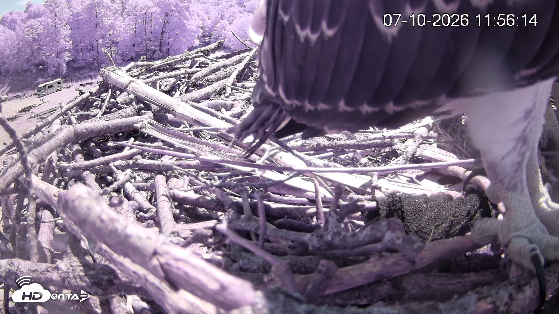 Snapshot of Pleasant Hill Lake Ospreys Live Nest Webcam taken Jul 10, 2026, 11:57am EDT