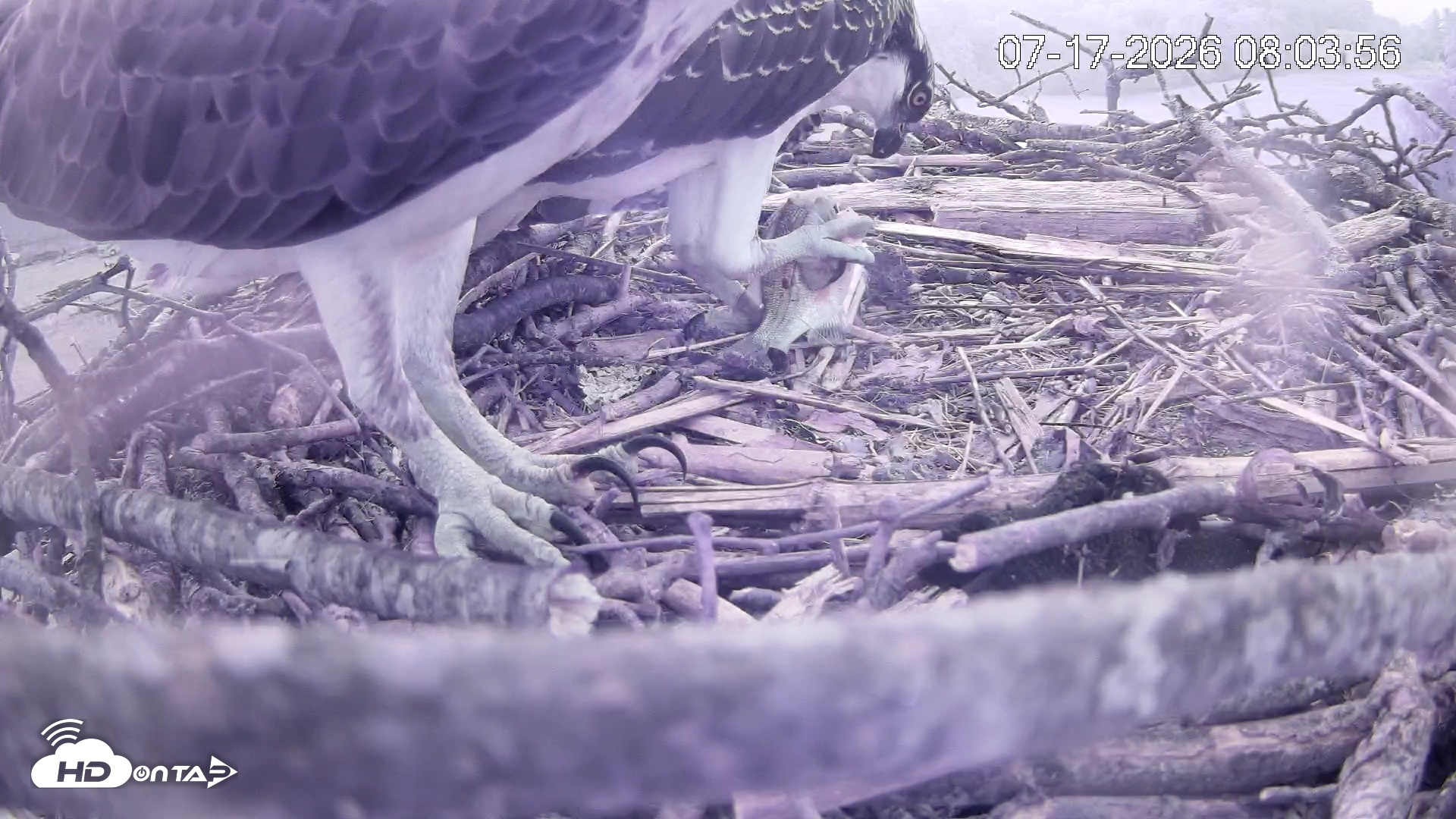 Snapshot of Pleasant Hill Lake Ospreys Live Nest Webcam taken Jul 17, 2026, 8:04am EDT