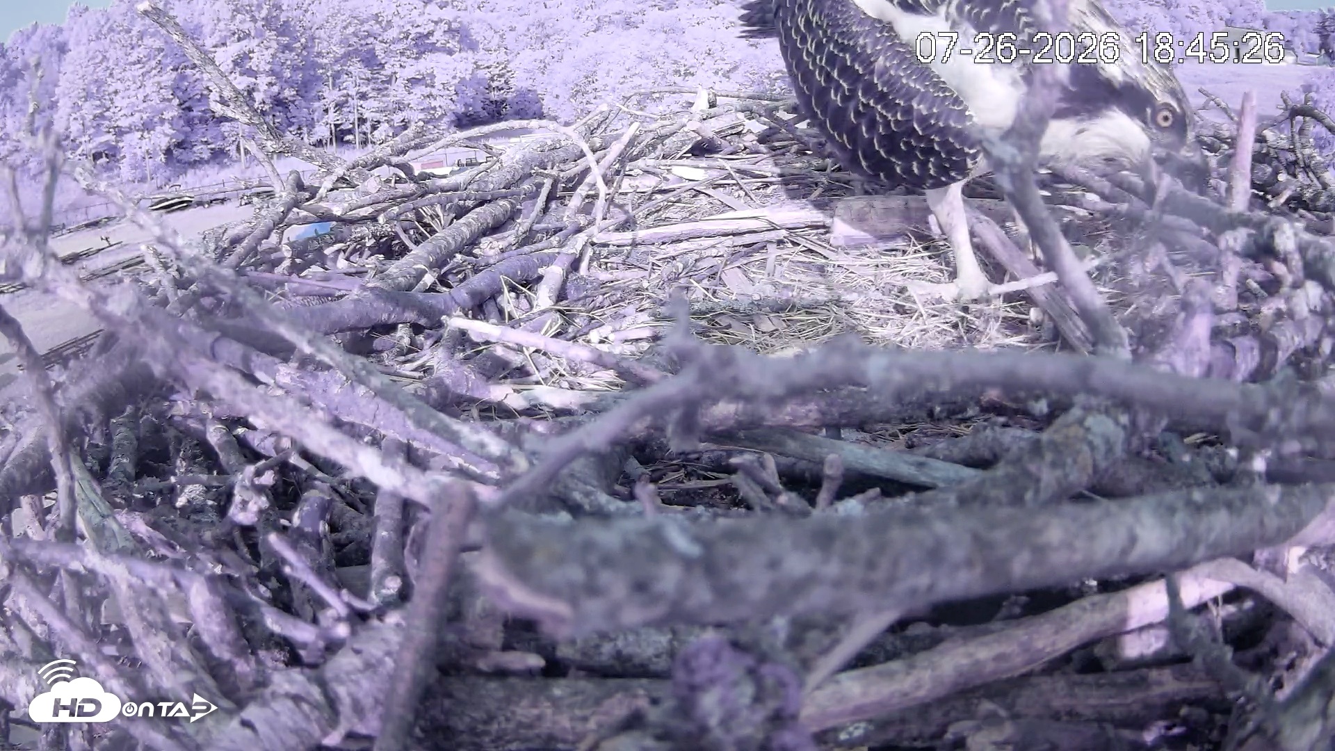 Snapshot of Pleasant Hill Lake Ospreys Live Nest Webcam taken Jul 26, 2026, 6:45pm EDT
