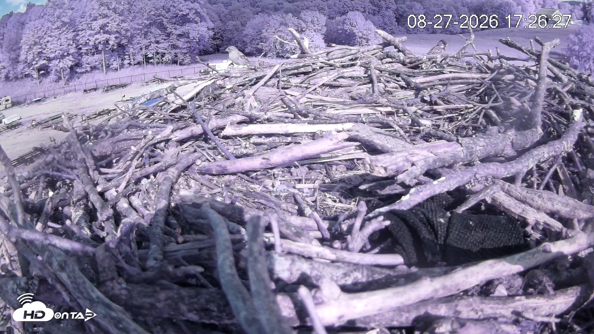Snapshot of Pleasant Hill Lake Ospreys Live Nest Webcam taken Aug 27, 2026, 5:27pm EDT