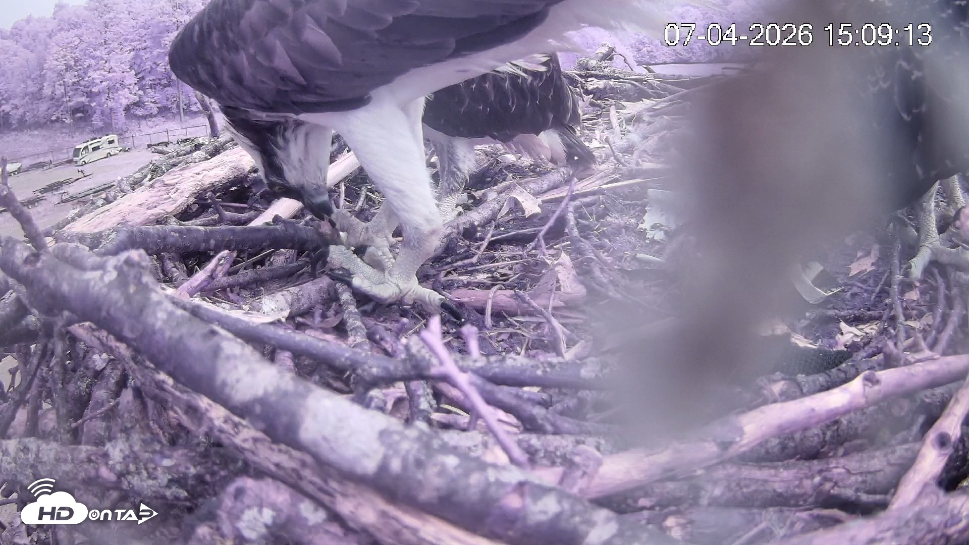 Snapshot of Pleasant Hill Lake Ospreys Live Nest Webcam taken Jul 4, 2026, 3:09pm EDT