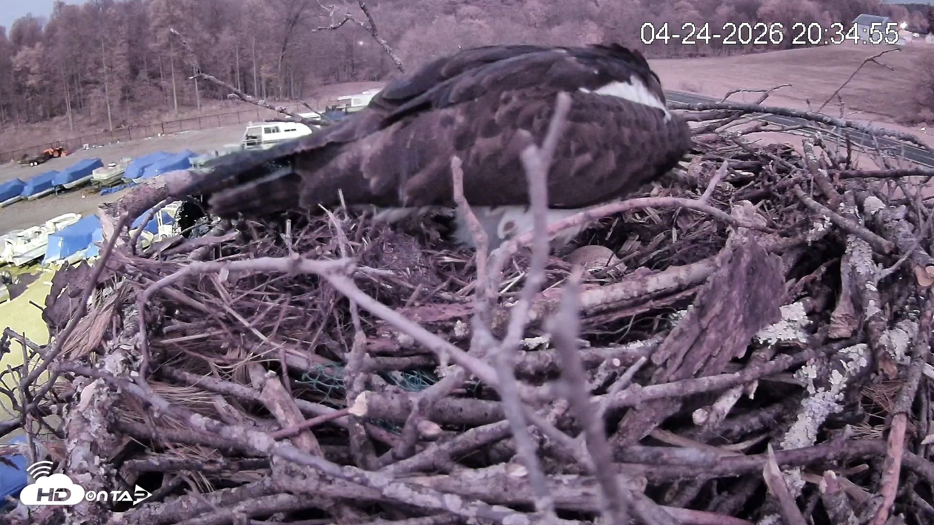 Snapshot of Pleasant Hill Lake Ospreys Live Nest Webcam taken Apr 24, 2026, 8:34pm EDT
