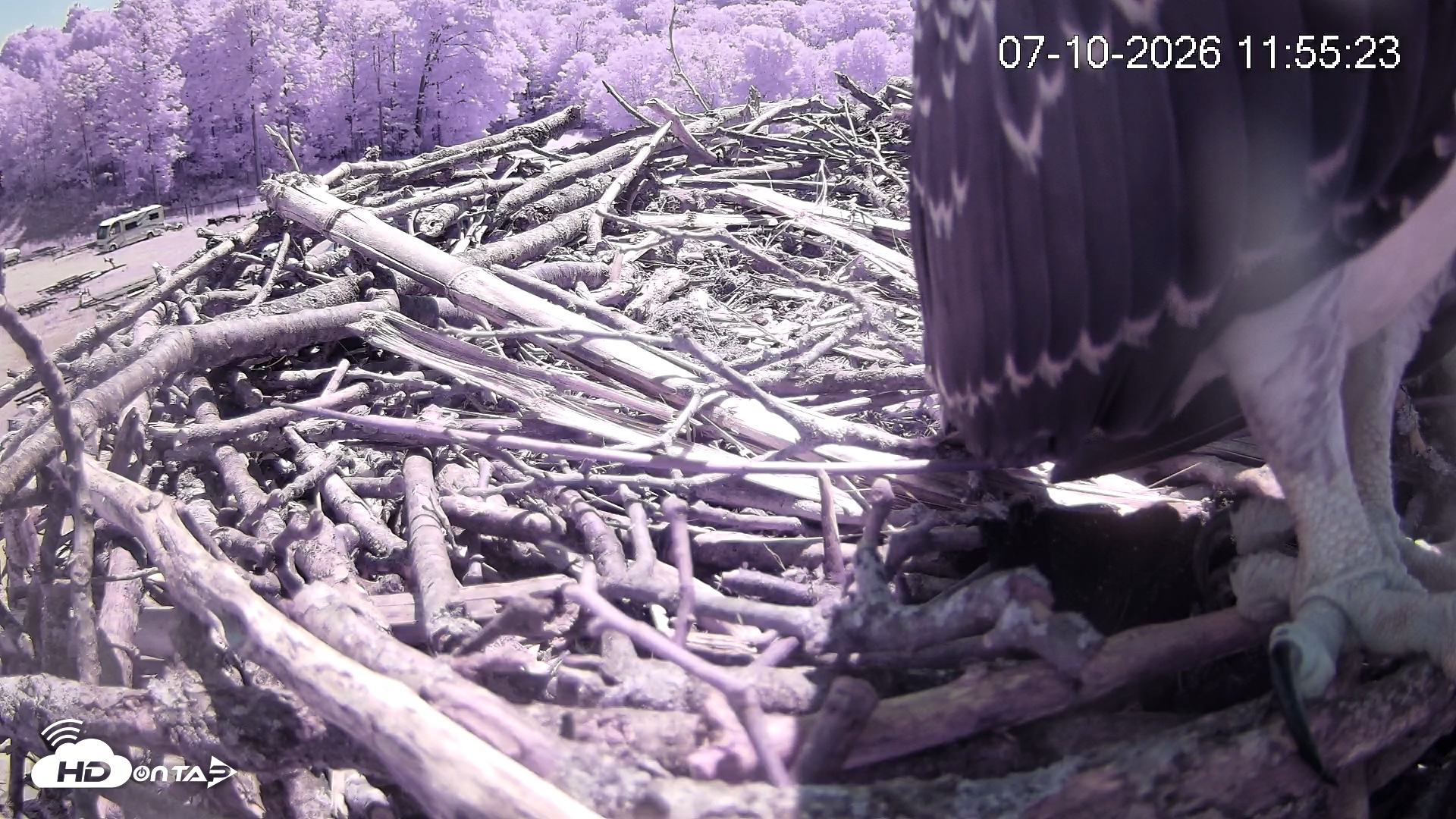 Snapshot of Pleasant Hill Lake Ospreys Live Nest Webcam taken Jul 10, 2026, 11:56am EDT
