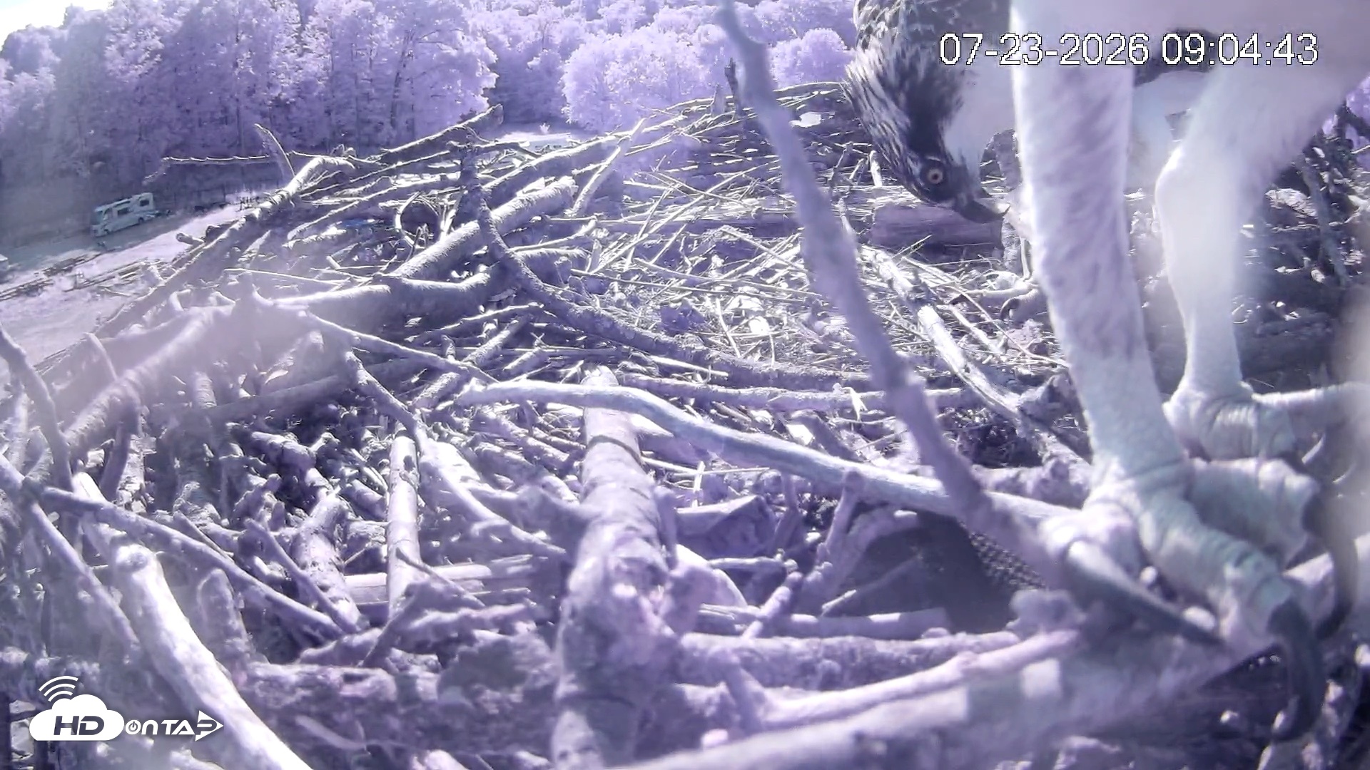 Snapshot of Pleasant Hill Lake Ospreys Live Nest Webcam taken Jul 23, 2026, 9:04am EDT
