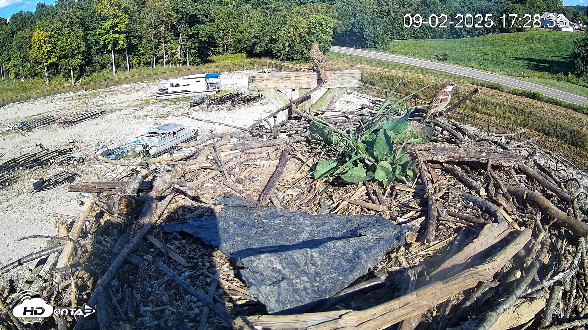 Snapshot of Pleasant Hill Lake Ospreys Live Nest Webcam taken Sep 2, 2025, 5:28pm EDT