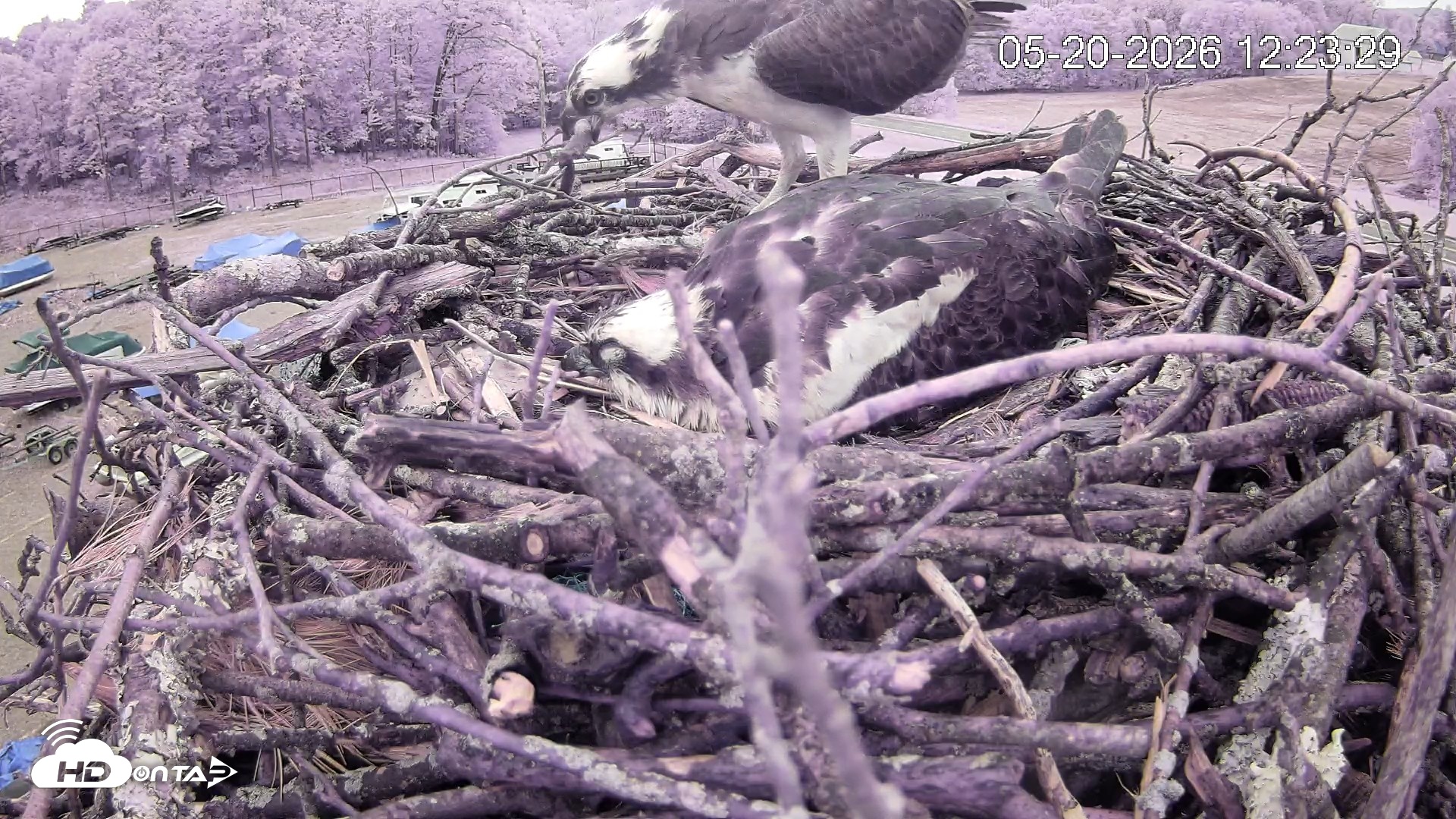 Snapshot of Pleasant Hill Lake Ospreys Live Nest Webcam taken May 20, 2026, 12:24pm EDT