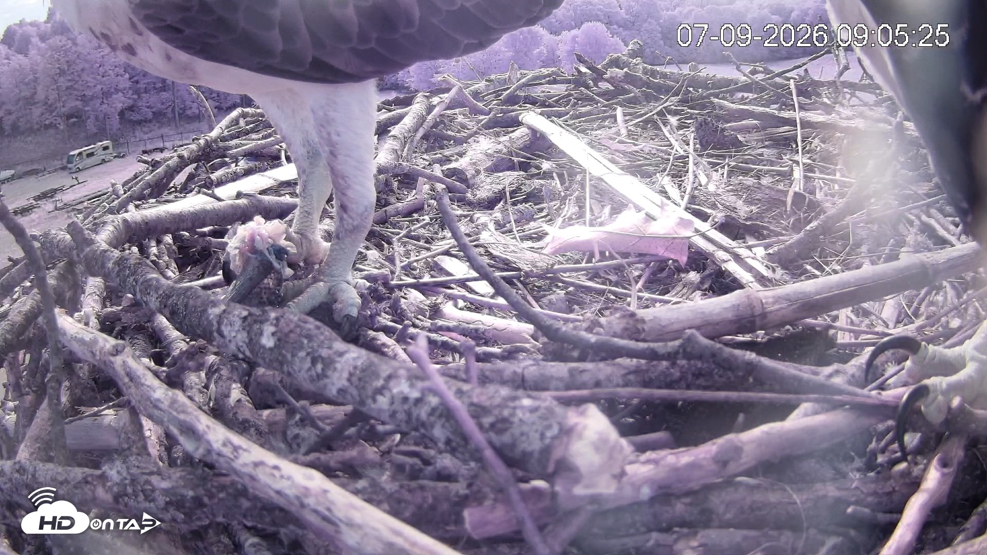 Snapshot of Pleasant Hill Lake Ospreys Live Nest Webcam taken Jul 9, 2026, 9:06am EDT