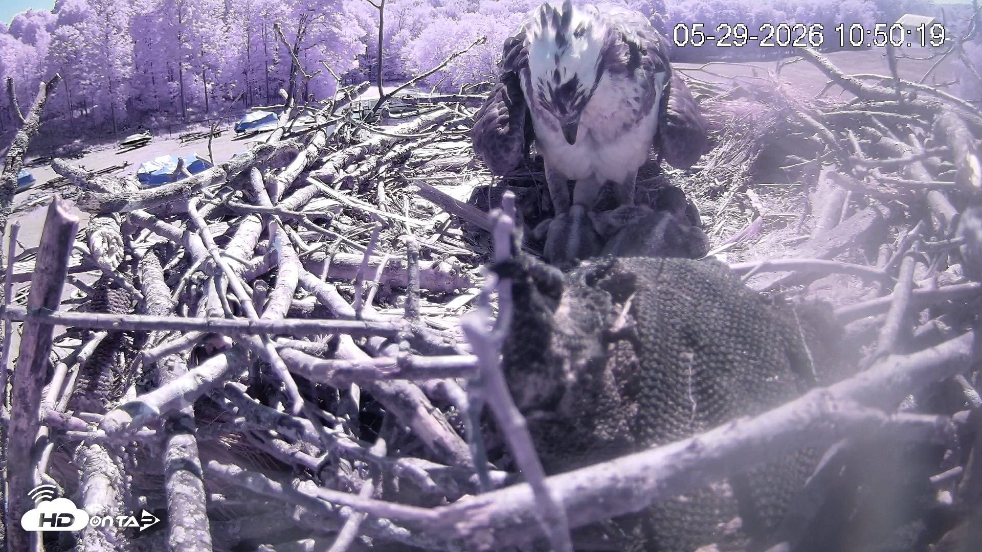 Snapshot of Pleasant Hill Lake Ospreys Live Nest Webcam taken May 29, 2026, 10:50am EDT
