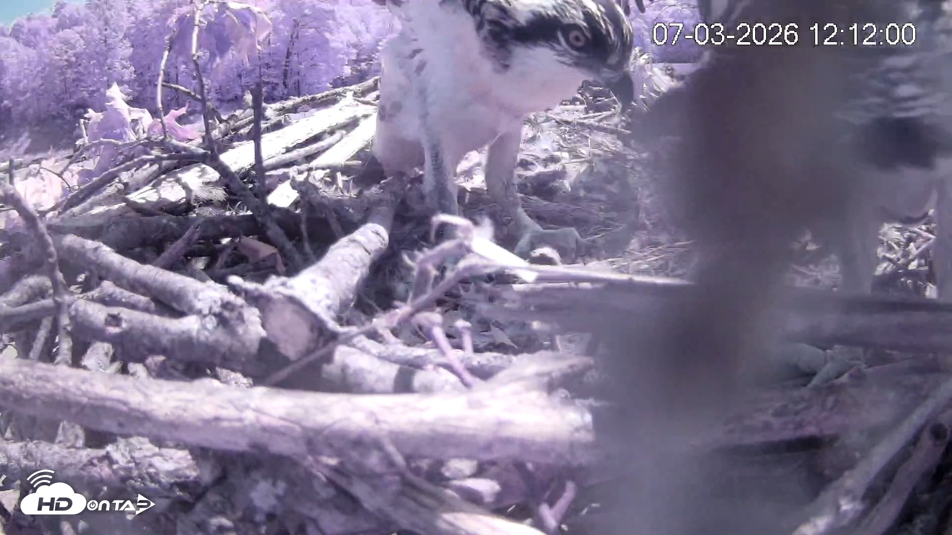 Snapshot of Pleasant Hill Lake Ospreys Live Nest Webcam taken Jul 3, 2026, 12:11pm EDT
