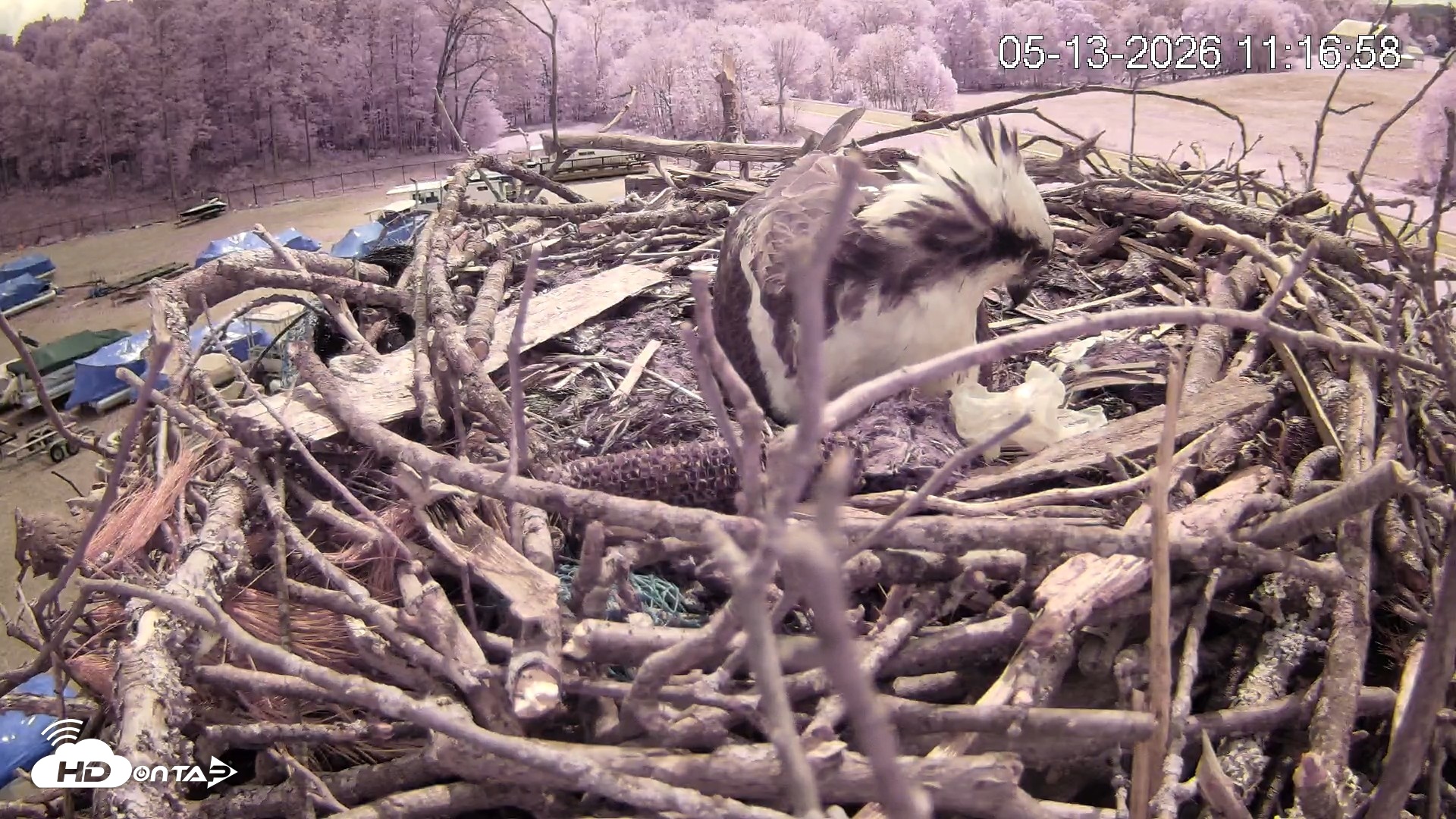 Snapshot of Pleasant Hill Lake Ospreys Live Nest Webcam taken May 13, 2026, 11:17am EDT