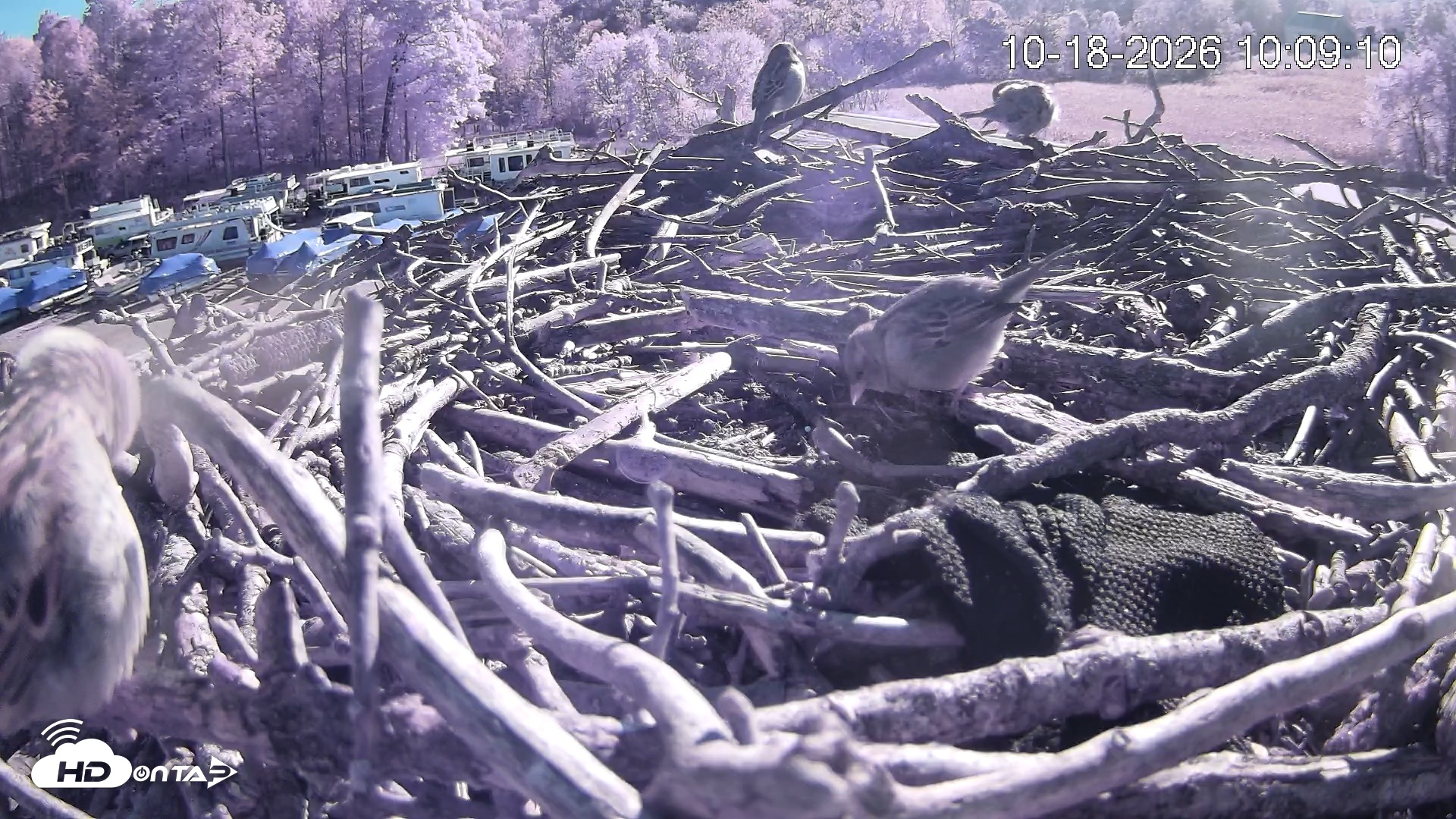 Snapshot of Pleasant Hill Lake Ospreys Live Nest Webcam taken Oct 18, 2026, 10:09am EDT