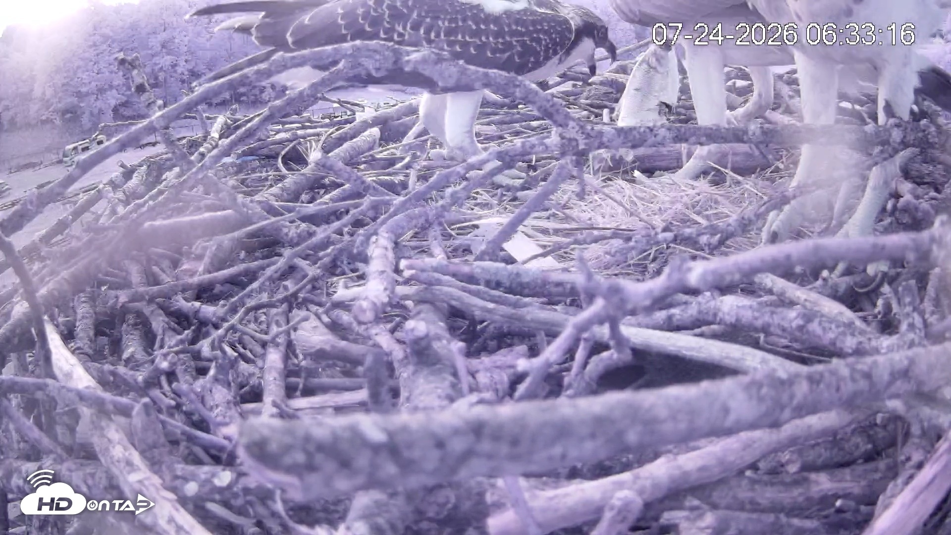 Snapshot of Pleasant Hill Lake Ospreys Live Nest Webcam taken Jul 24, 2026, 6:33am EDT