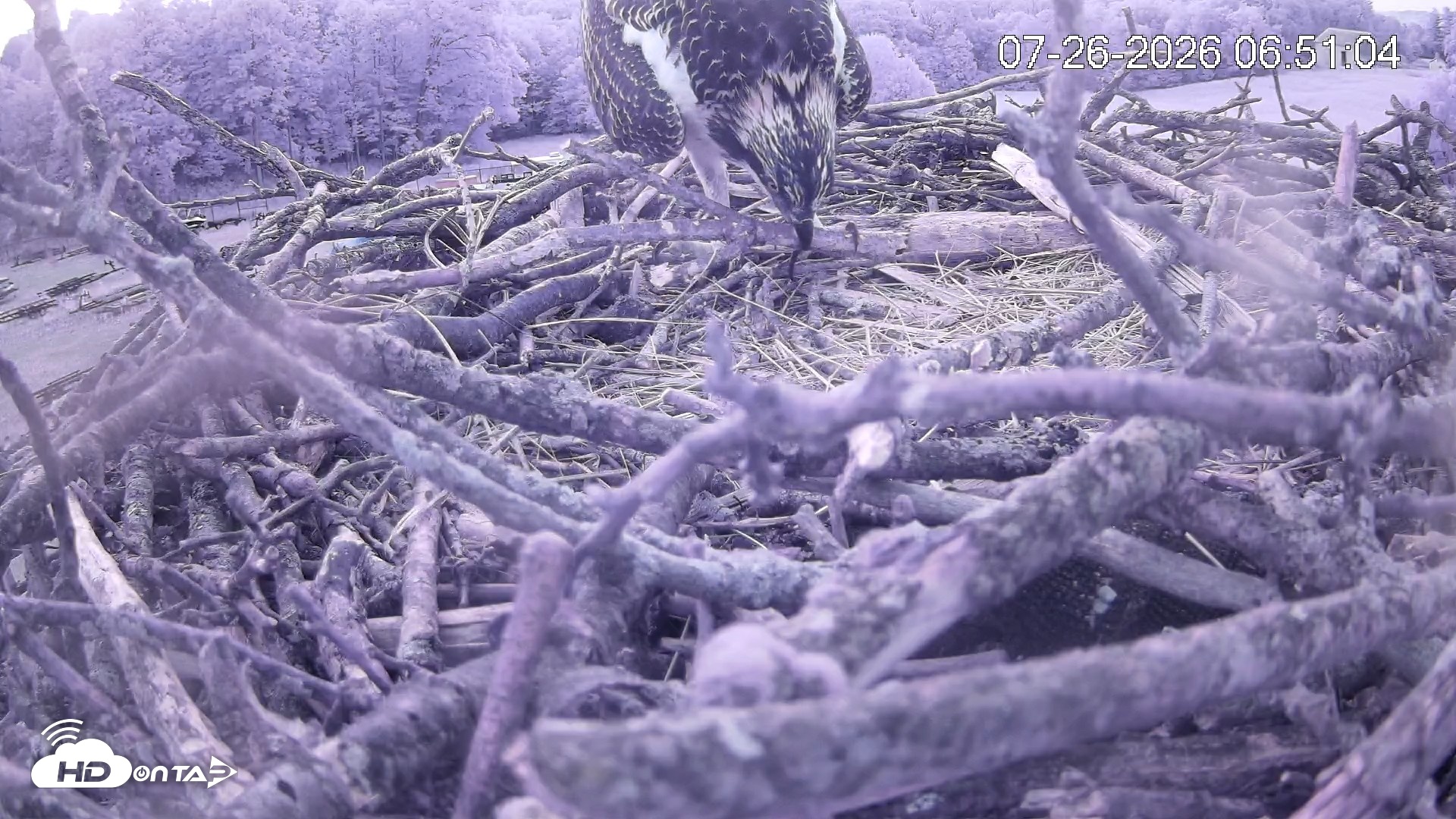 Snapshot of Pleasant Hill Lake Ospreys Live Nest Webcam taken Jul 26, 2026, 6:50am EDT