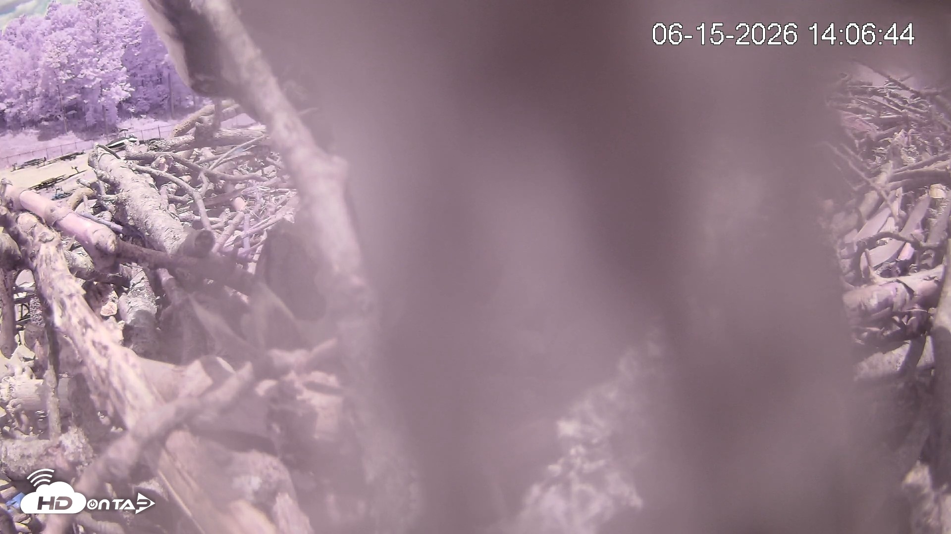 Snapshot of Pleasant Hill Lake Ospreys Live Nest Webcam taken Jun 15, 2026, 2:07pm EDT