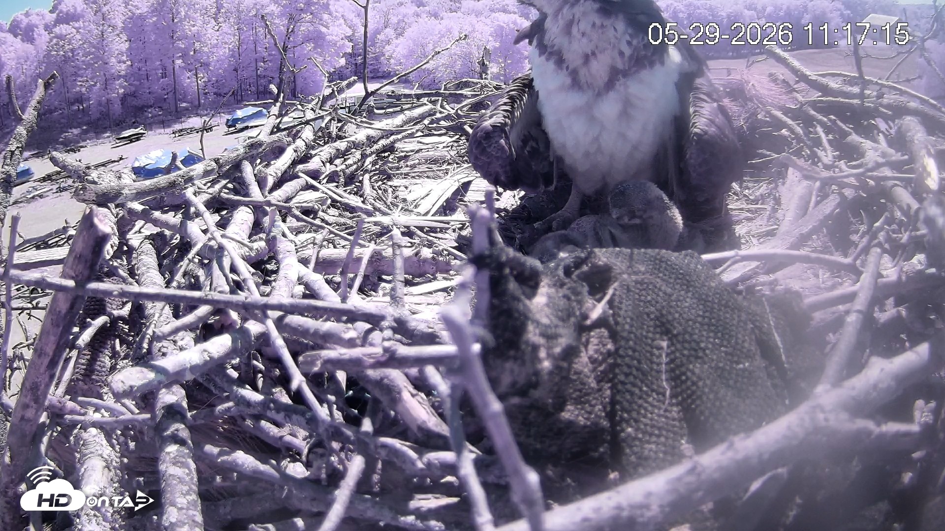 Snapshot of Pleasant Hill Lake Ospreys Live Nest Webcam taken May 29, 2026, 11:17am EDT