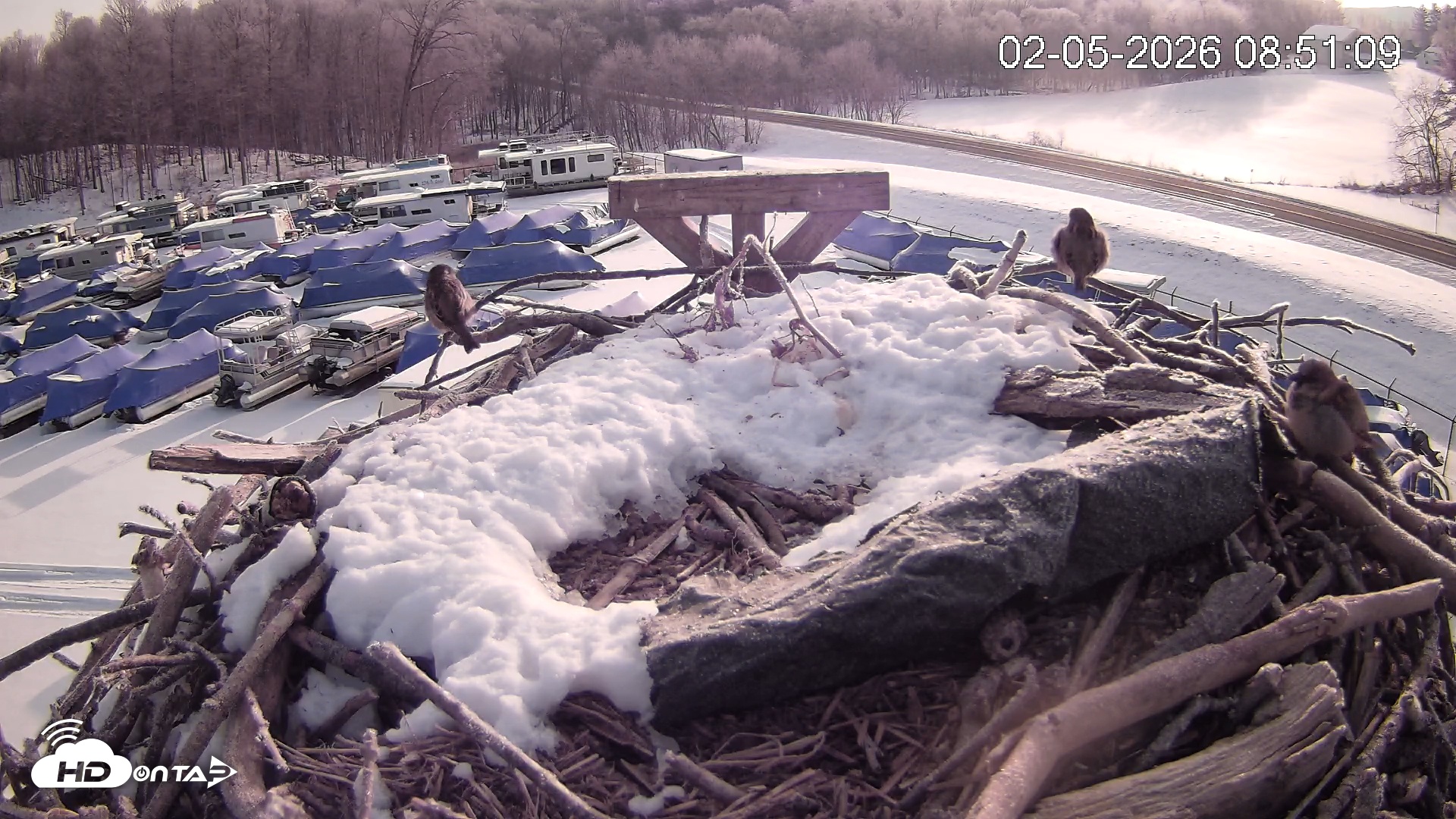 Snapshot of Pleasant Hill Lake Ospreys Live Nest Webcam taken Feb 5, 2026, 8:51am EST