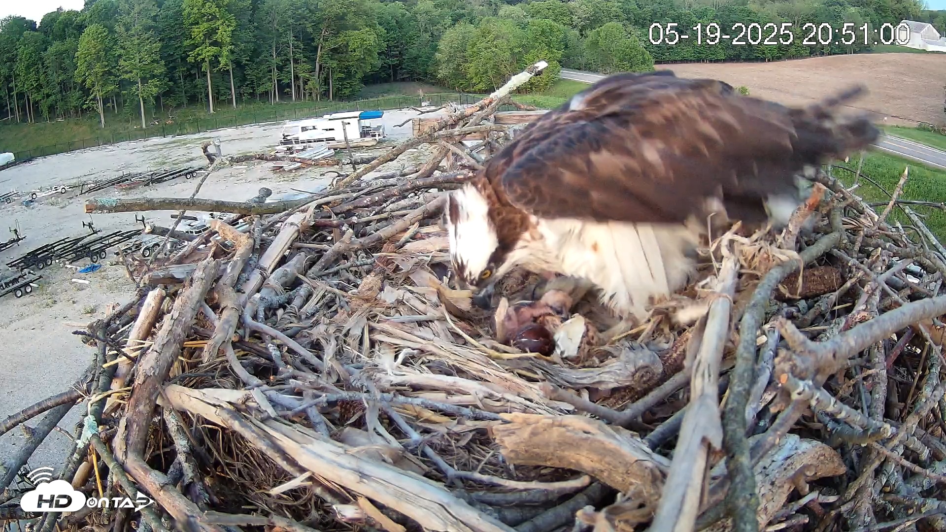 Snapshot of Pleasant Hill Lake Ospreys Live Nest Webcam taken May 19, 2025, 8:51pm EDT