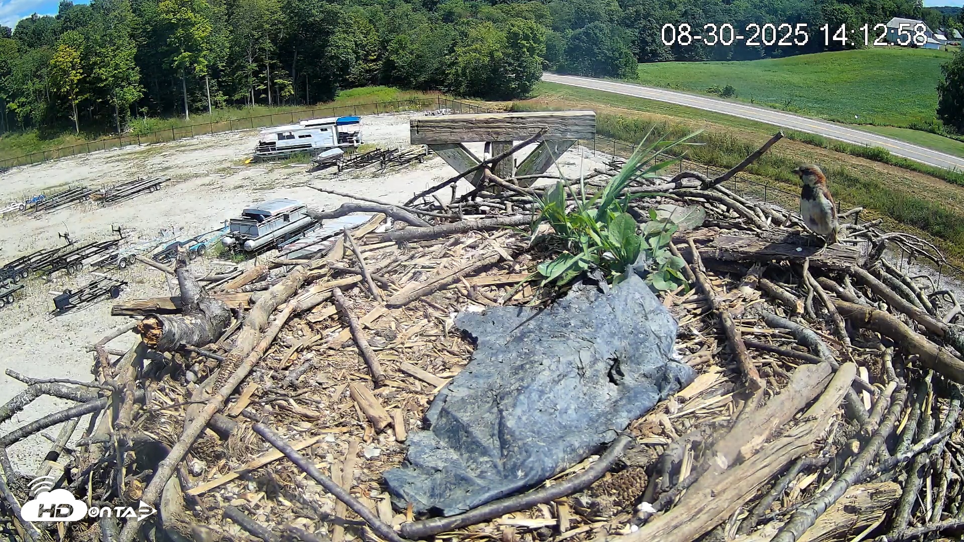 Snapshot of Pleasant Hill Lake Ospreys Live Nest Webcam taken Aug 30, 2025, 2:12pm EDT