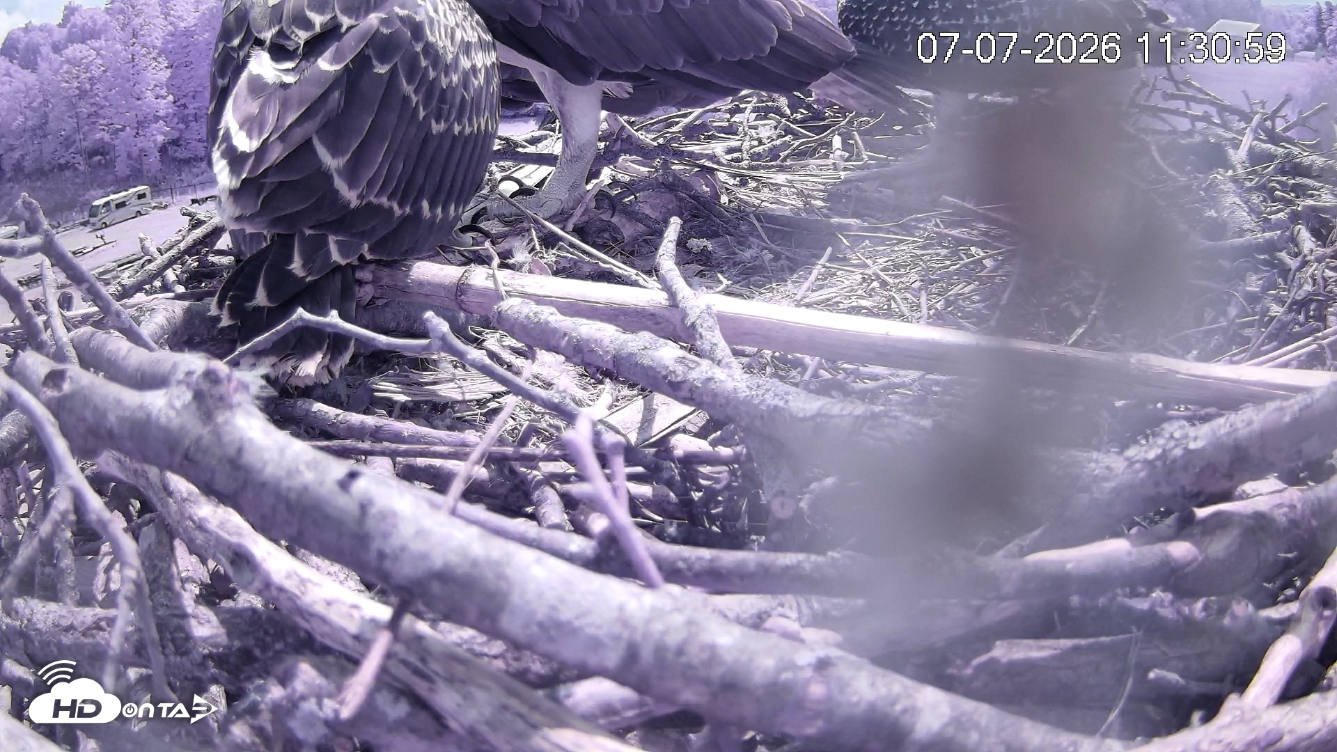 Snapshot of Pleasant Hill Lake Ospreys Live Nest Webcam taken Jul 7, 2026, 11:31am EDT