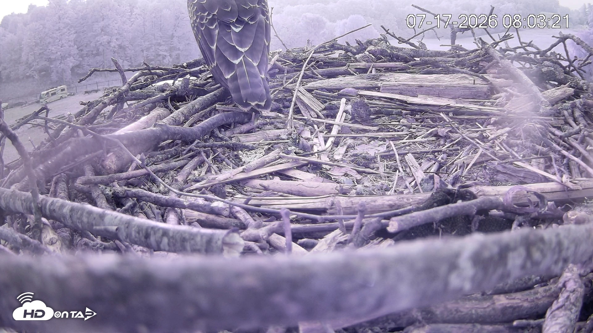 Snapshot of Pleasant Hill Lake Ospreys Live Nest Webcam taken Jul 17, 2026, 8:04am EDT