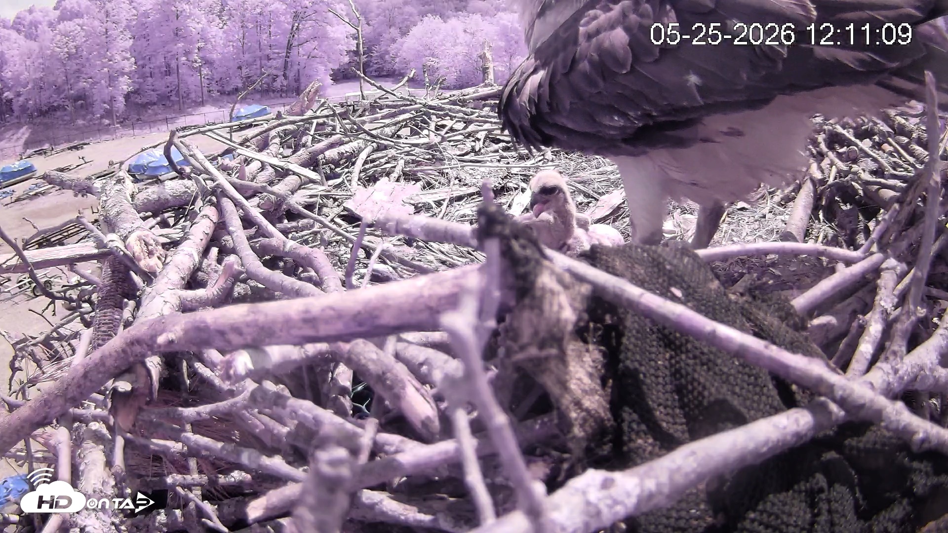 Snapshot of Pleasant Hill Lake Ospreys Live Nest Webcam taken May 25, 2026, 12:12pm EDT