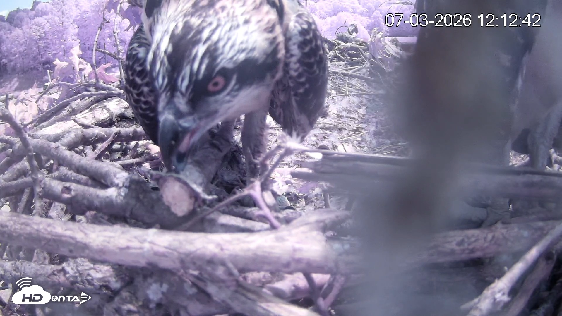 Snapshot of Pleasant Hill Lake Ospreys Live Nest Webcam taken Jul 3, 2026, 12:12pm EDT