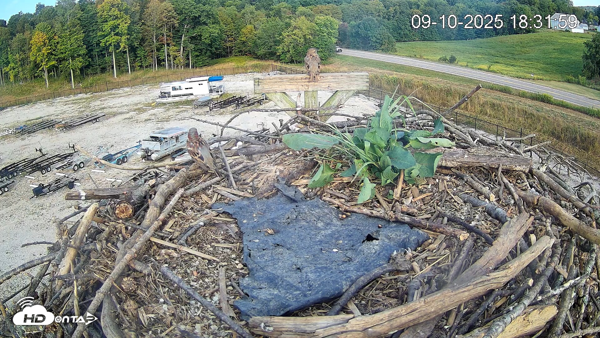 Snapshot of Pleasant Hill Lake Ospreys Live Nest Webcam taken Sep 10, 2025, 6:32pm EDT
