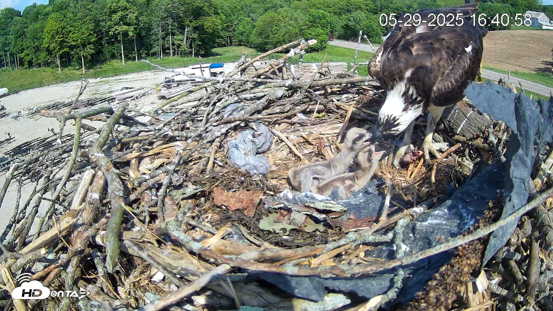 Snapshot of Pleasant Hill Lake Ospreys Live Nest Webcam taken May 29, 2025, 4:41pm EDT